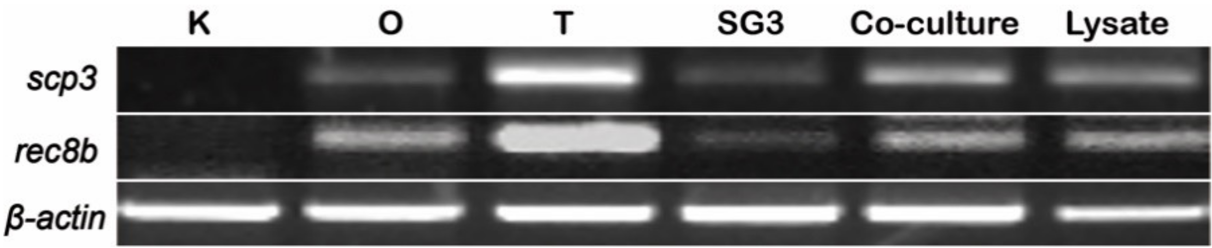 Biology 11 01049 g007