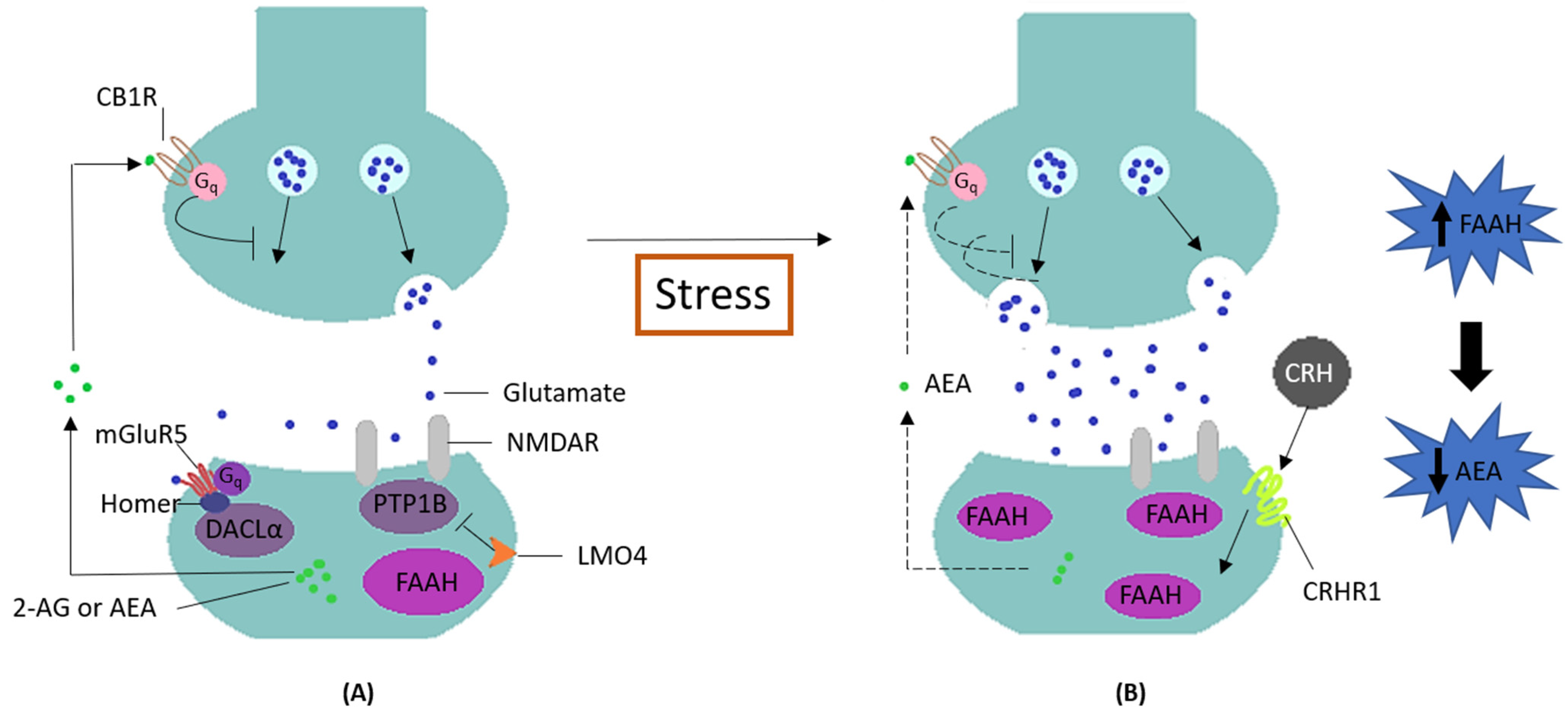 Biology 11 01076 g001 Biology 11 01076 g001