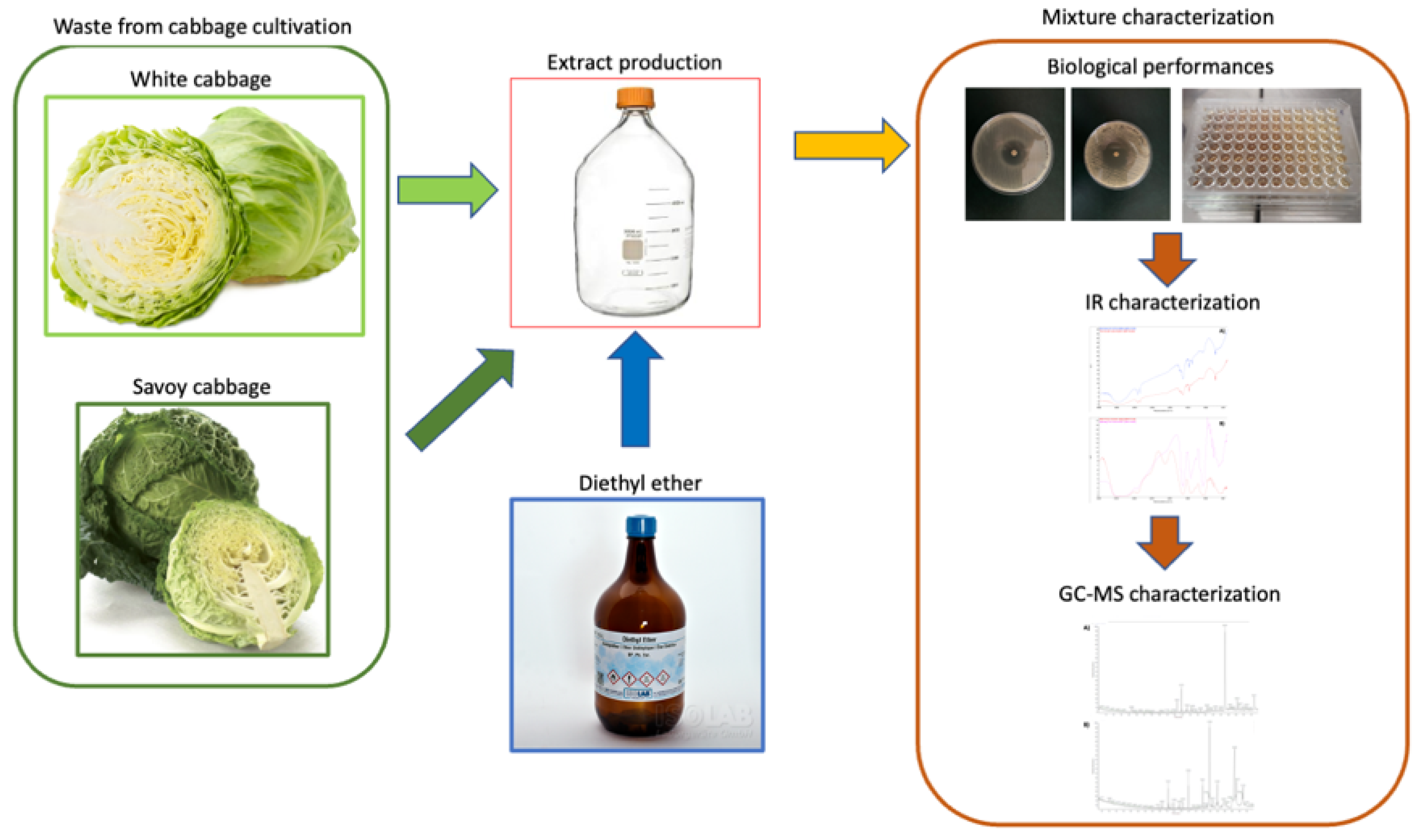 Biology 11 01080 g001