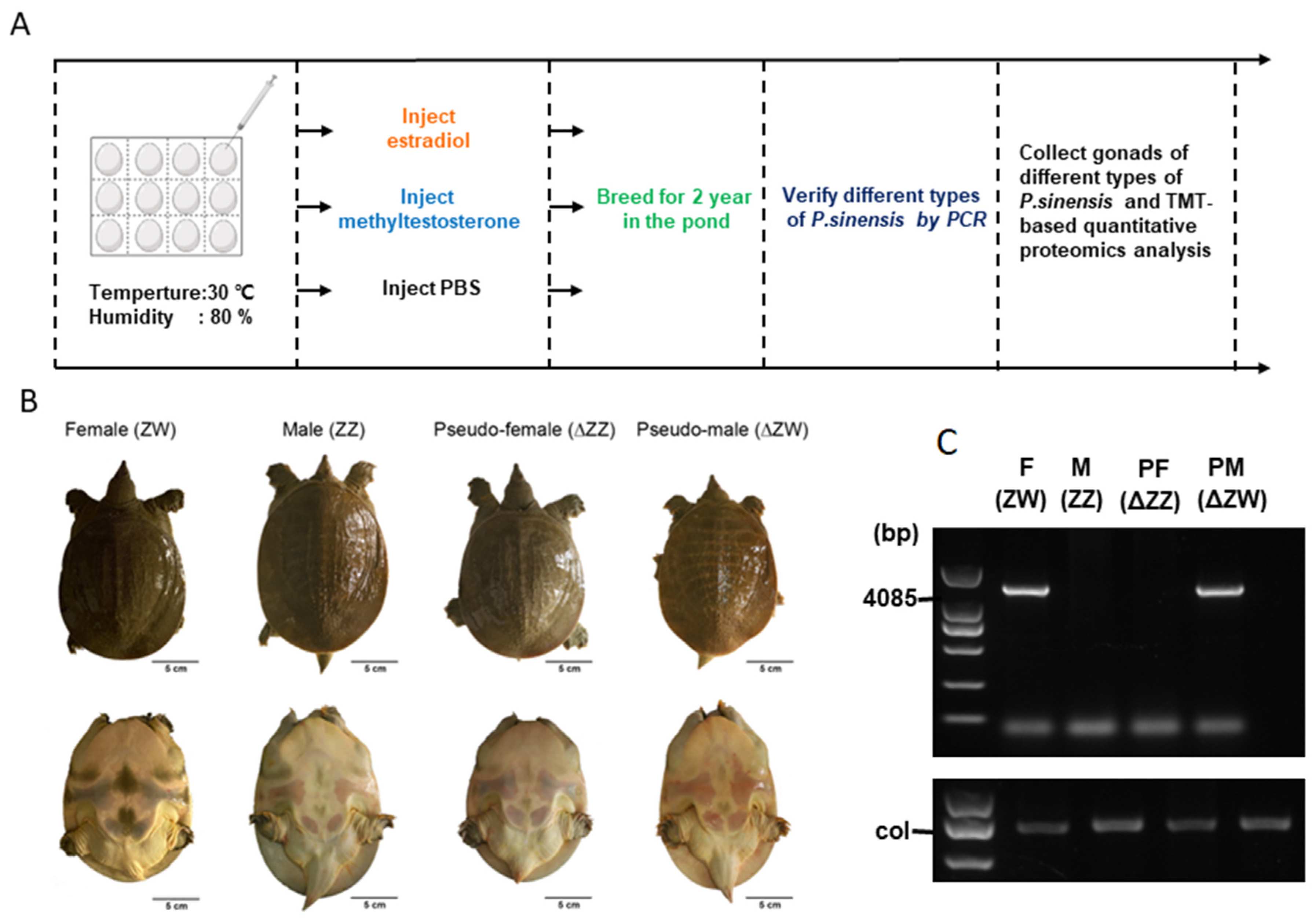 Biology 11 01081 g001