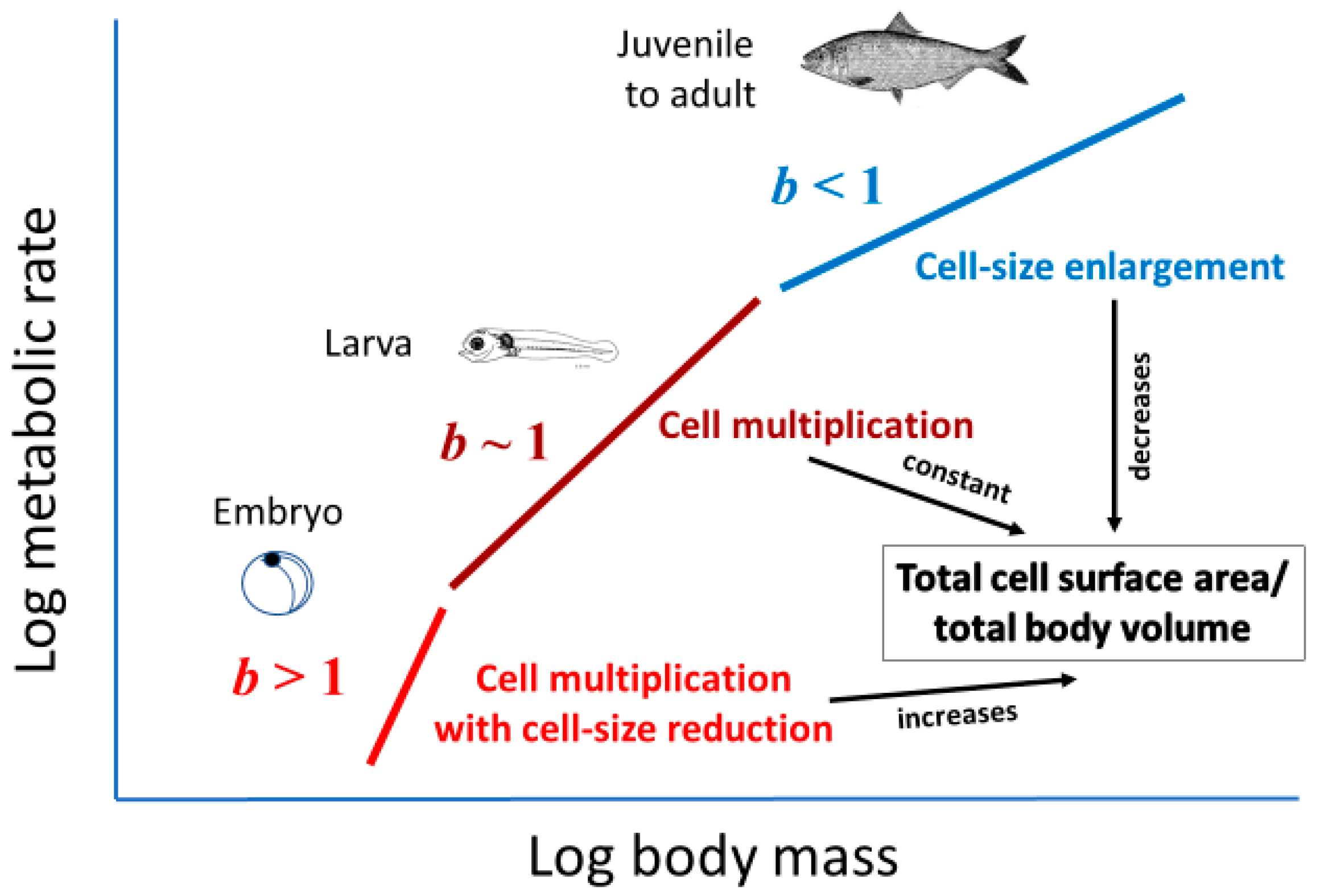 Biology 11 01106 g005