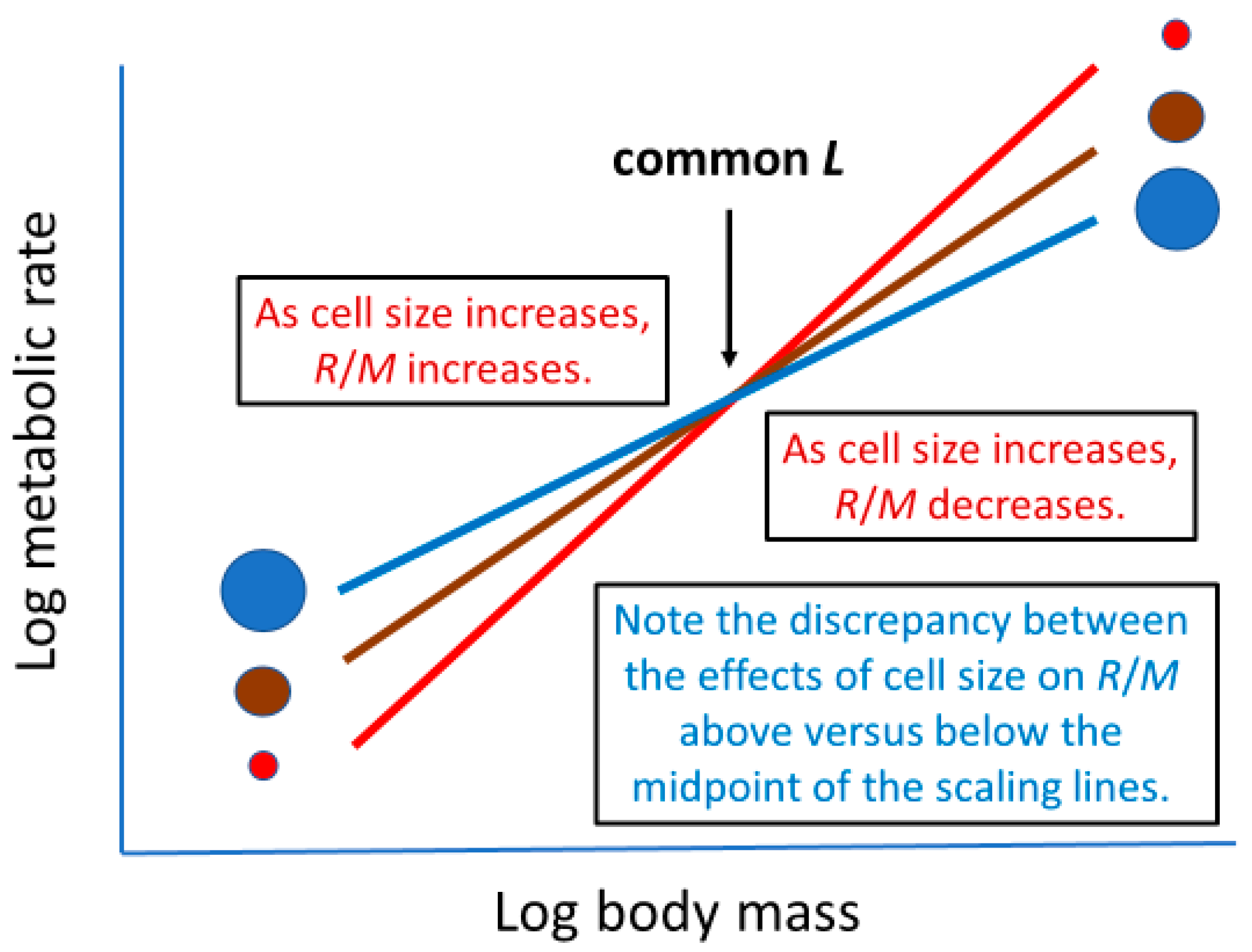 Biology 11 01106 g008