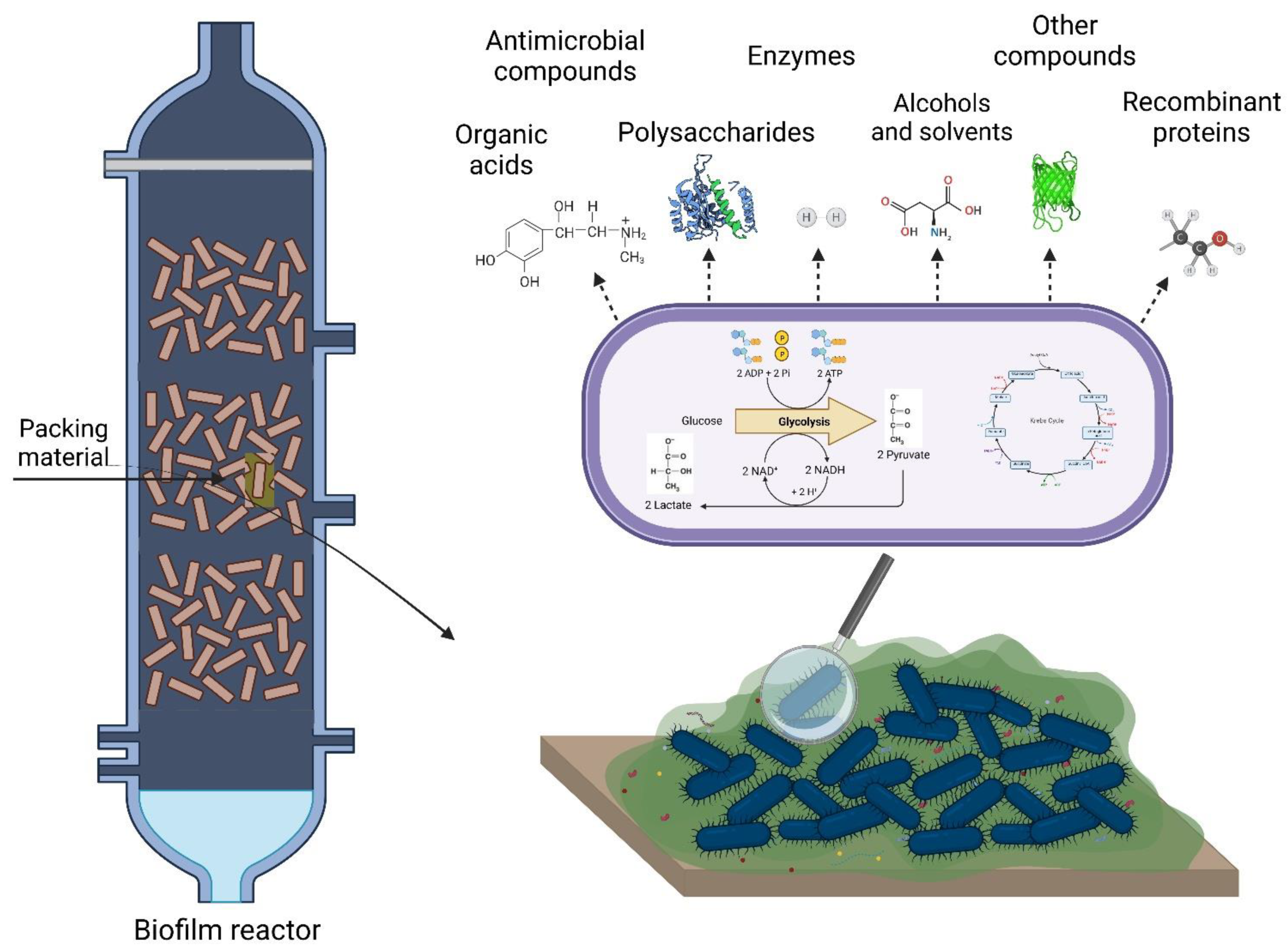 Biology 11 01126 g001