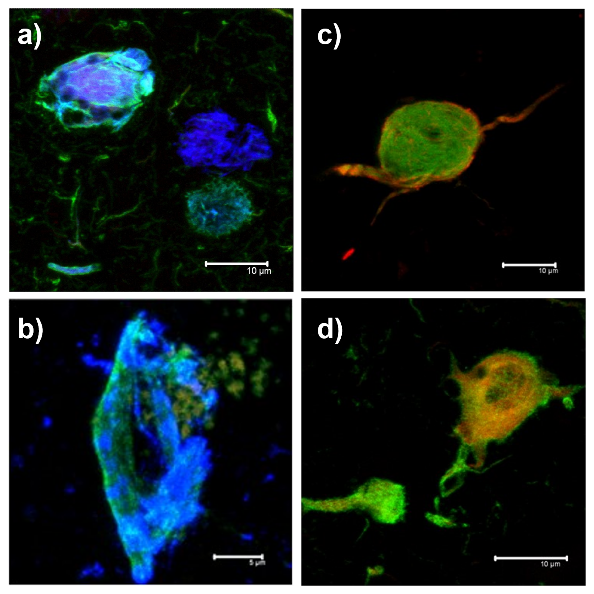 Biology 11 01131 g001