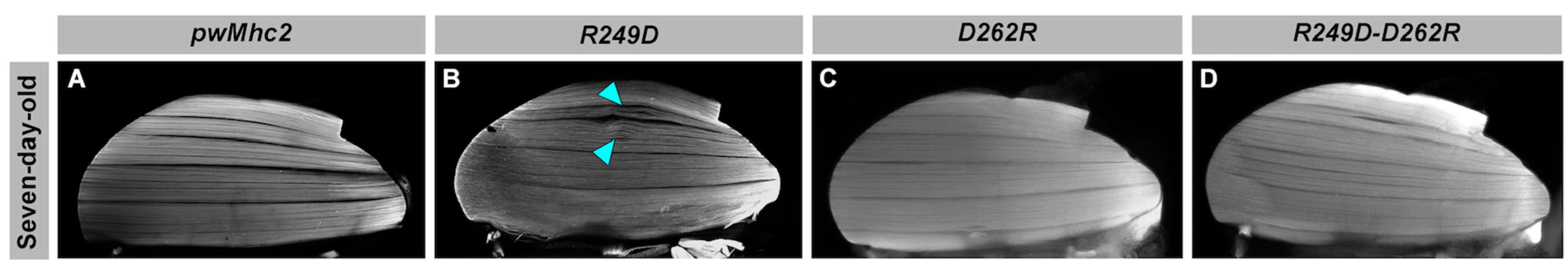 Biology 11 01137 g002