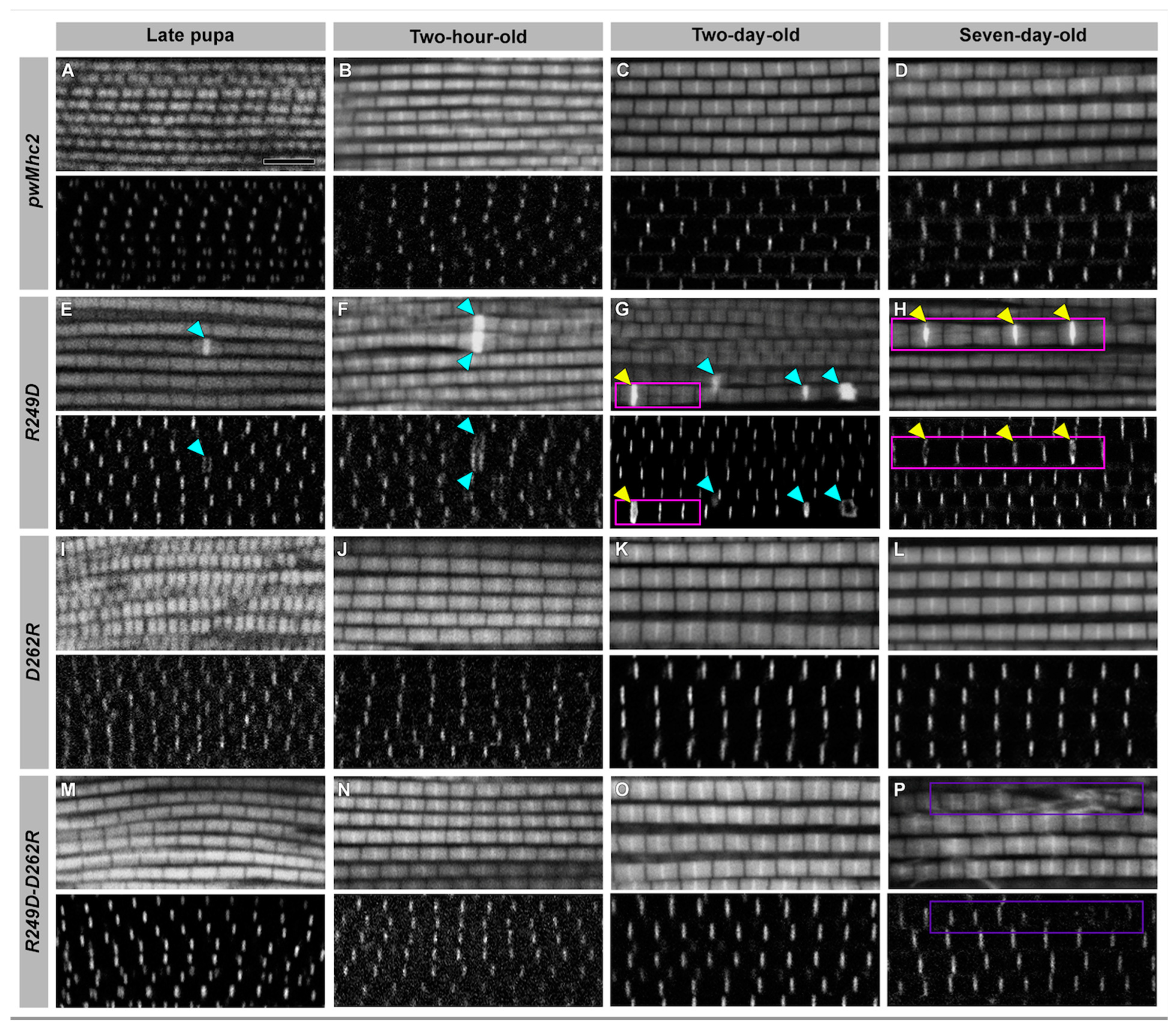 Biology 11 01137 g003
