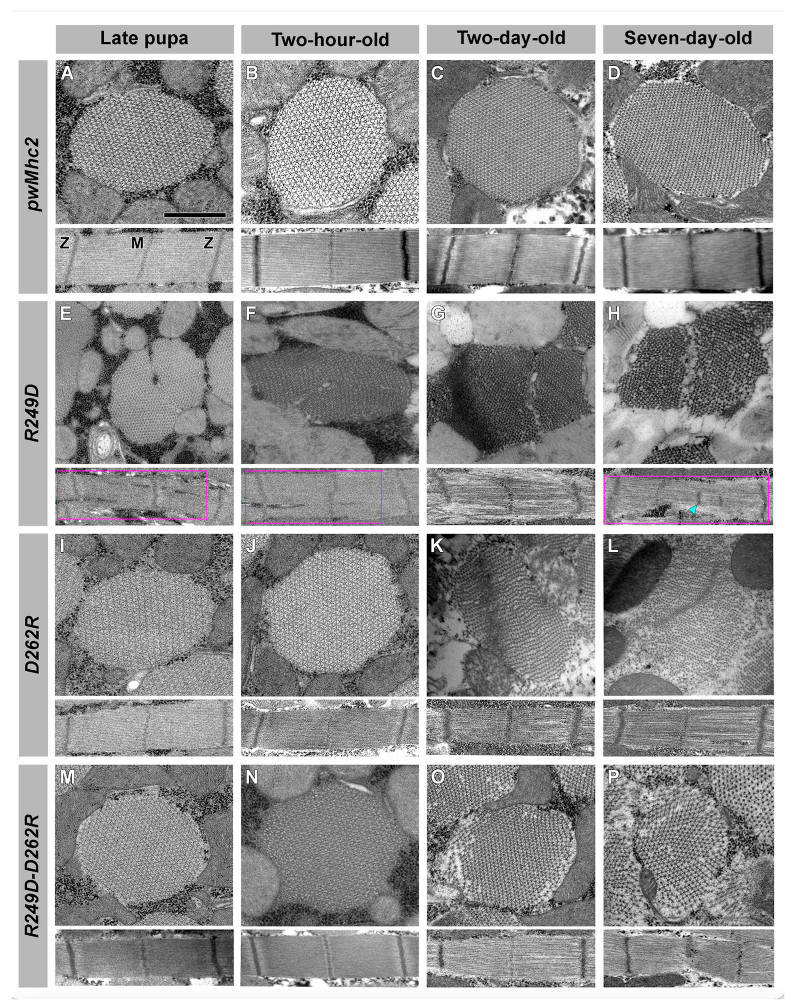 Biology 11 01137 g004