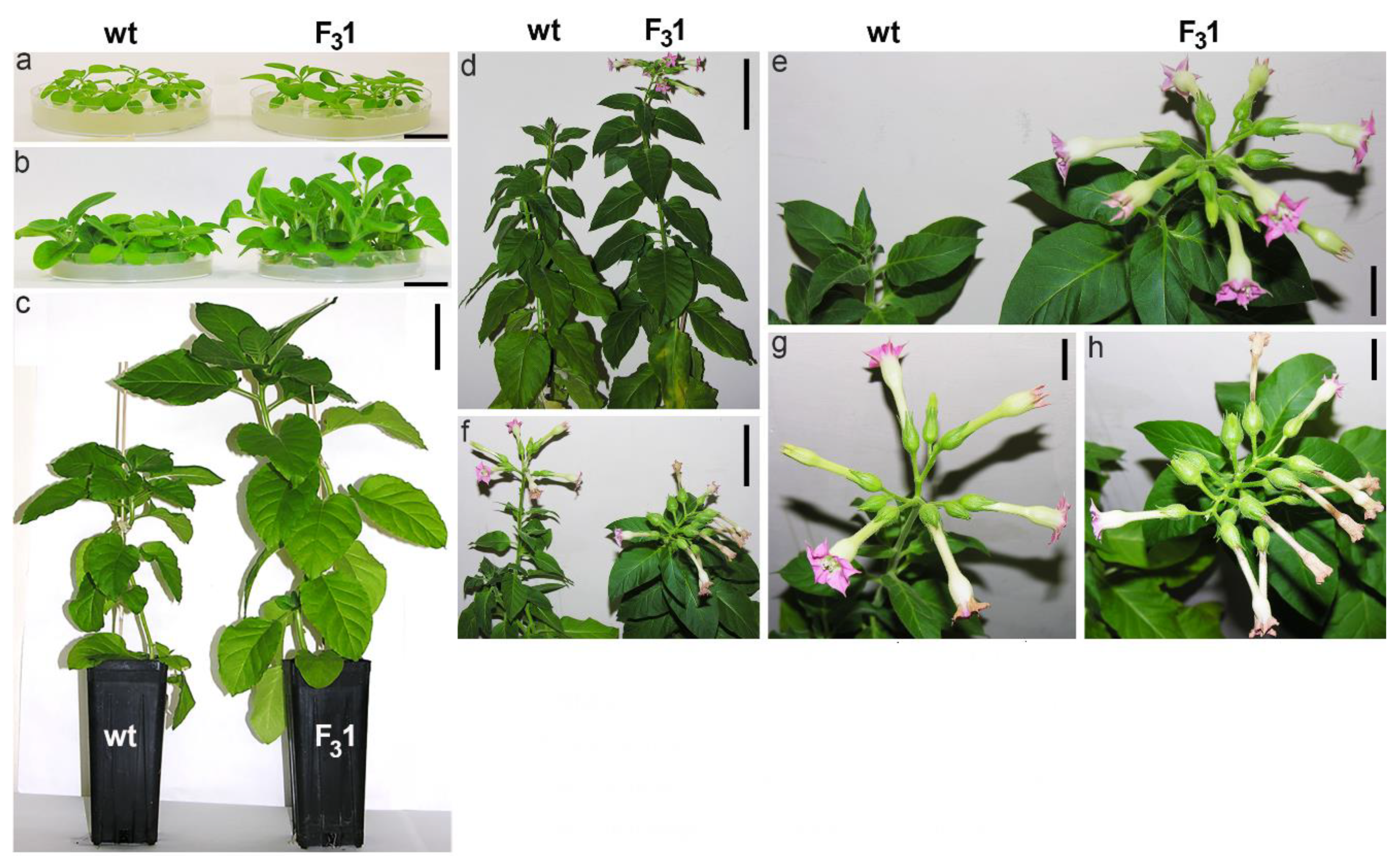 Biology 11 01139 g003