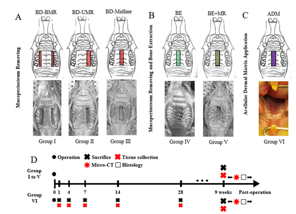 Biology 11 01142 g001 Biology 11 01142 g001