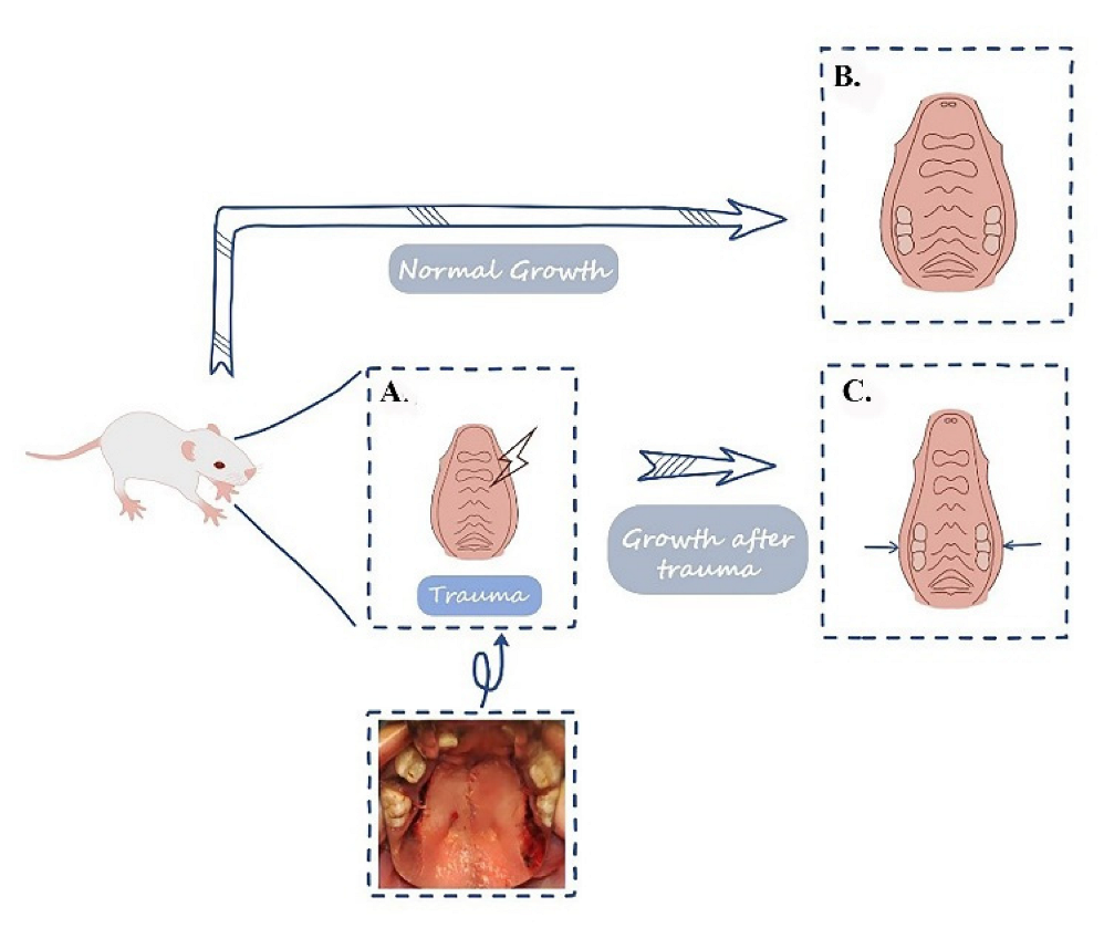 Biology 11 01142 g007 Biology 11 01142 g007