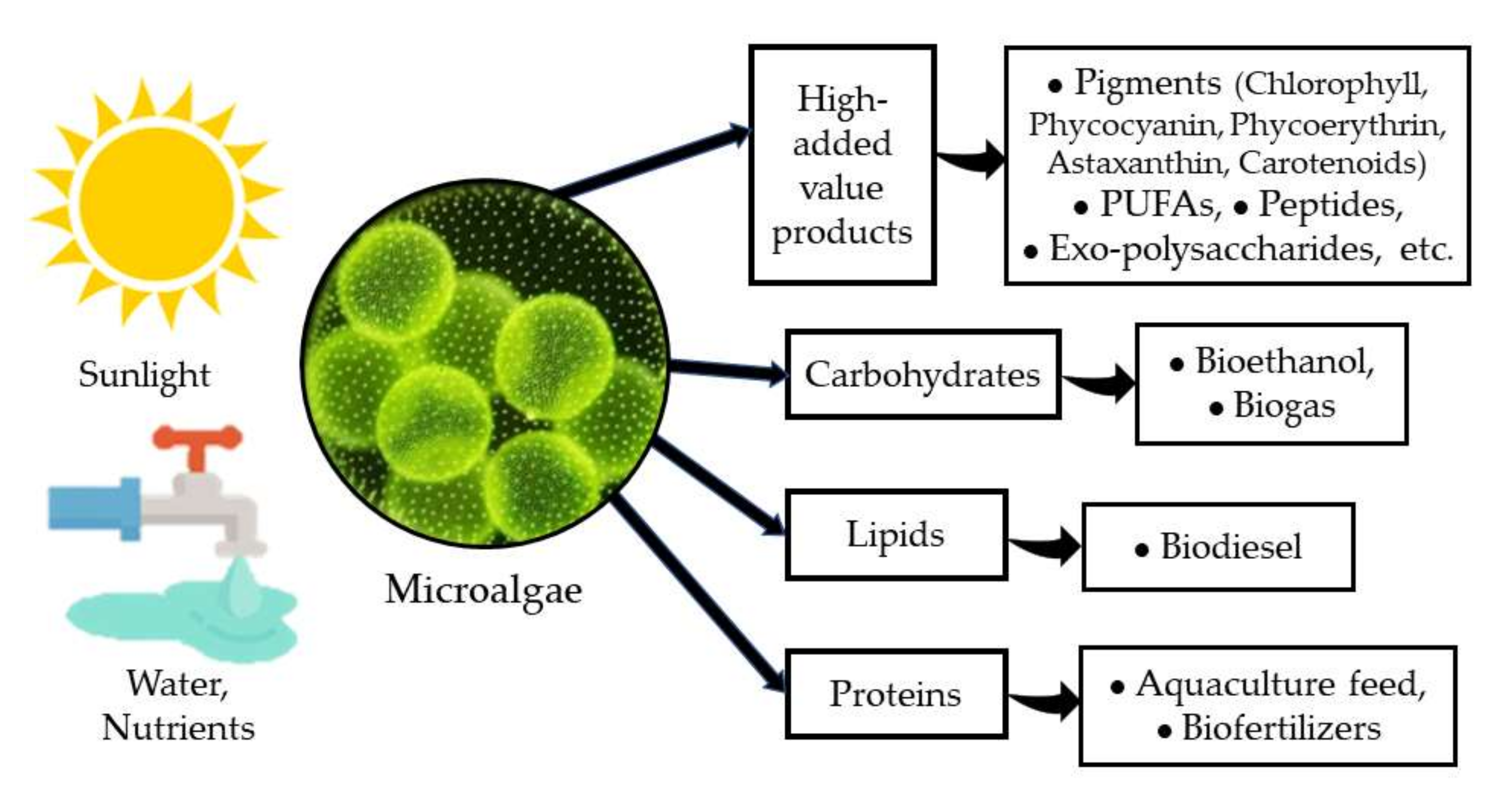 Biology 11 01146 g001