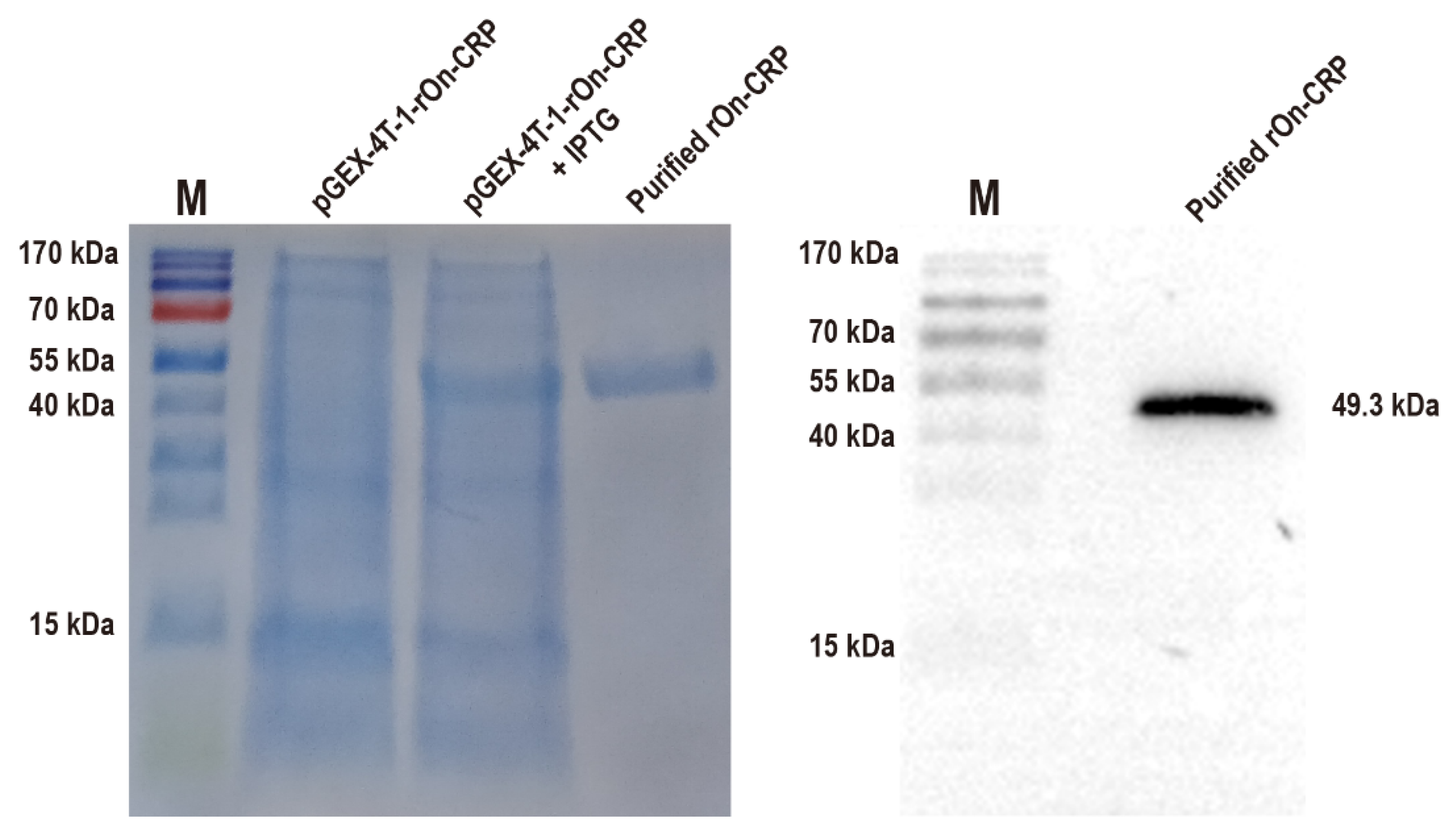 Biology 11 01149 g002