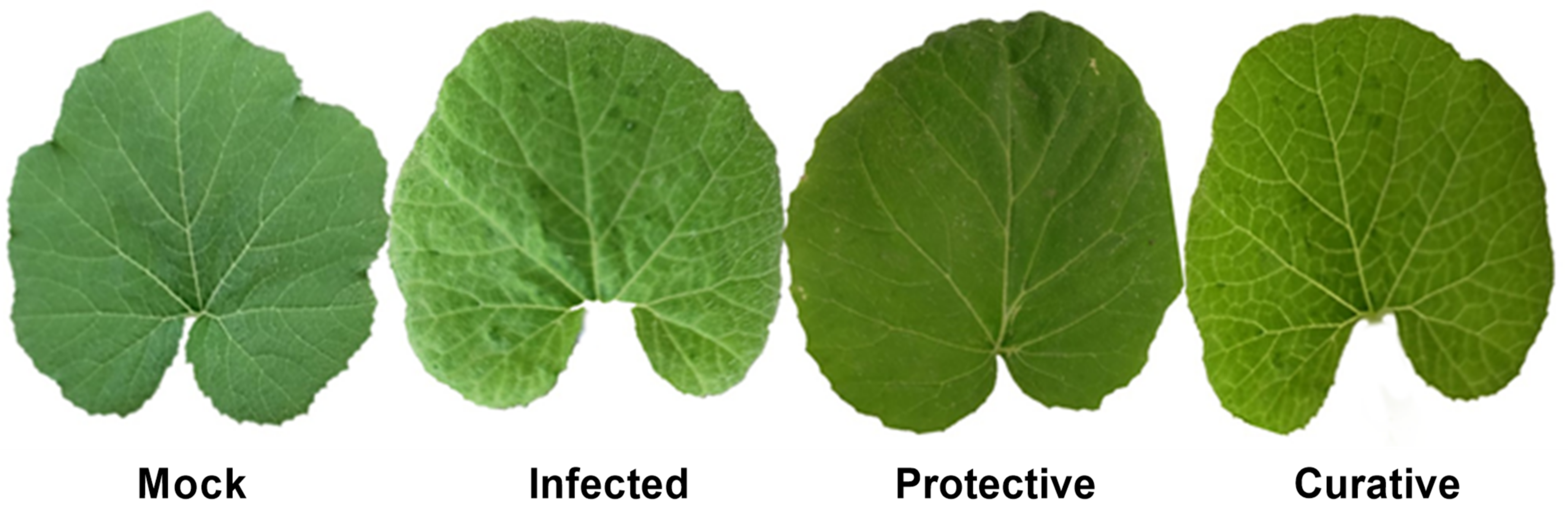 Biology 11 01150 g003