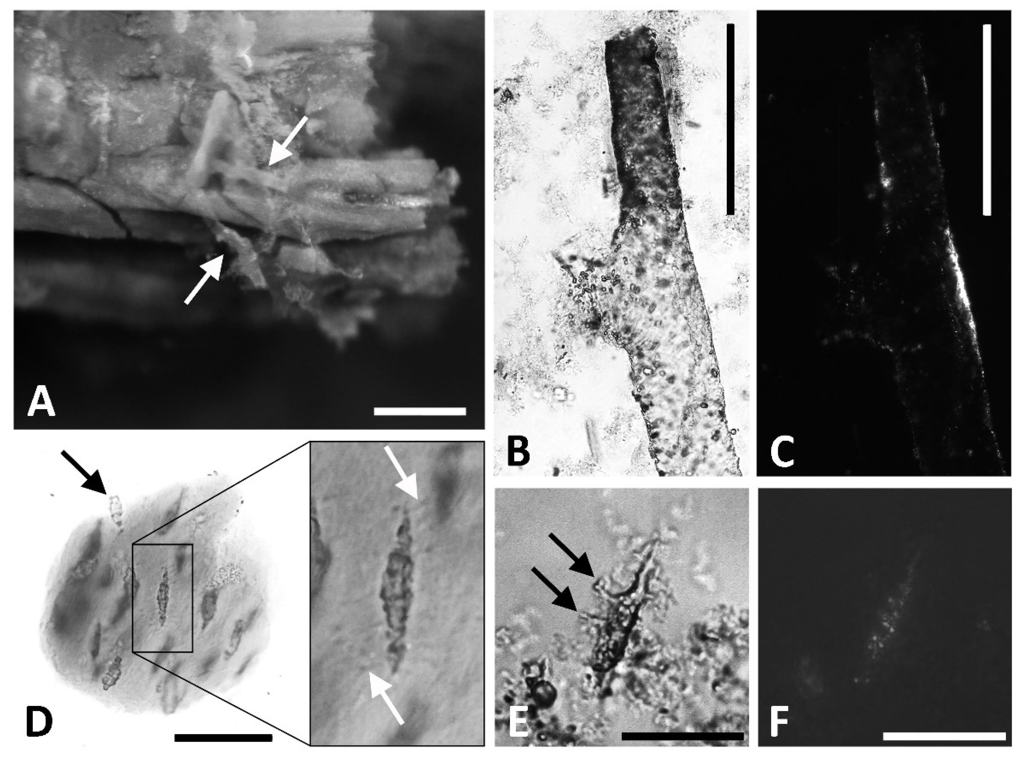 Biology 11 01158 g009