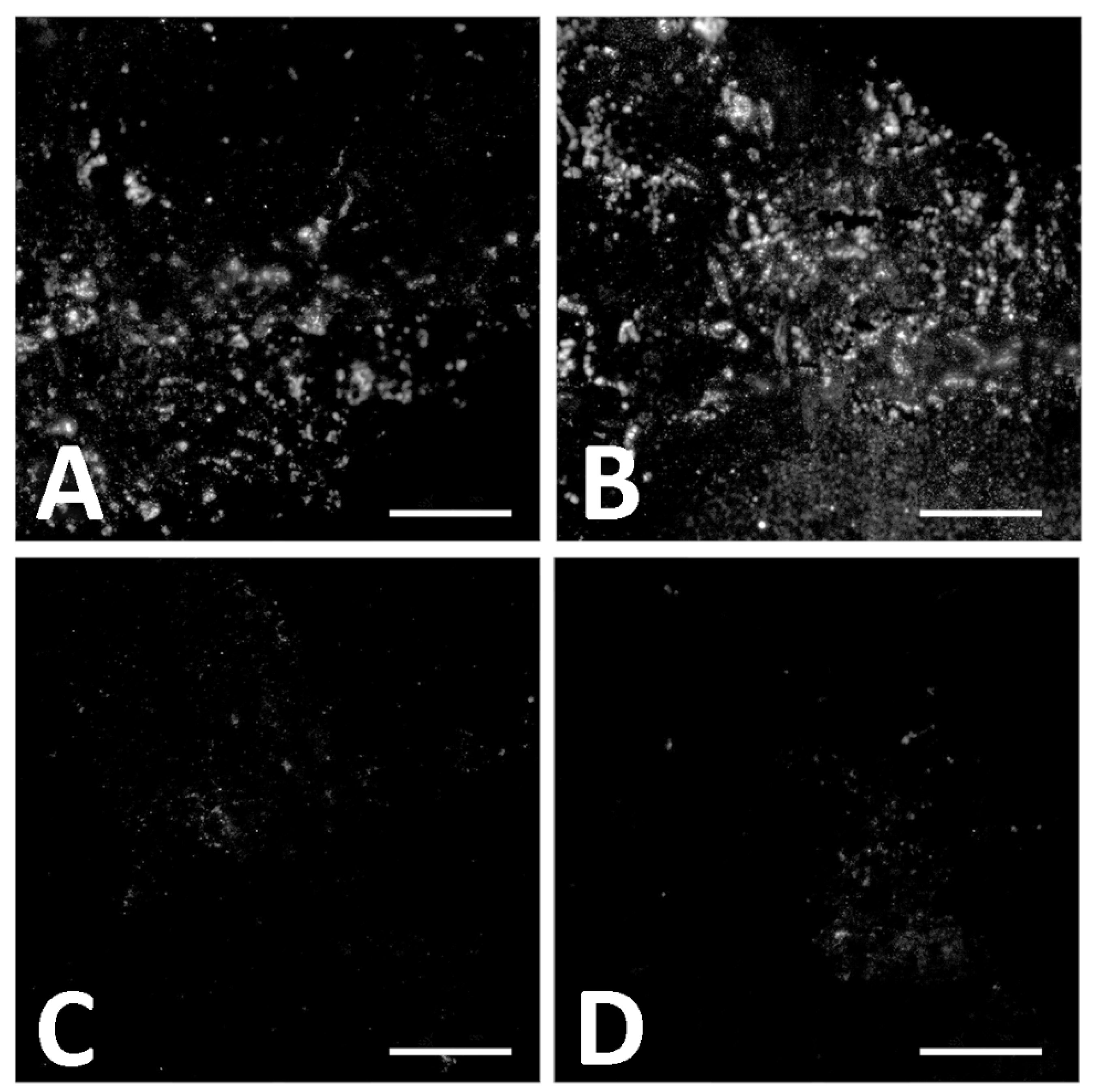 Biology 11 01158 g011