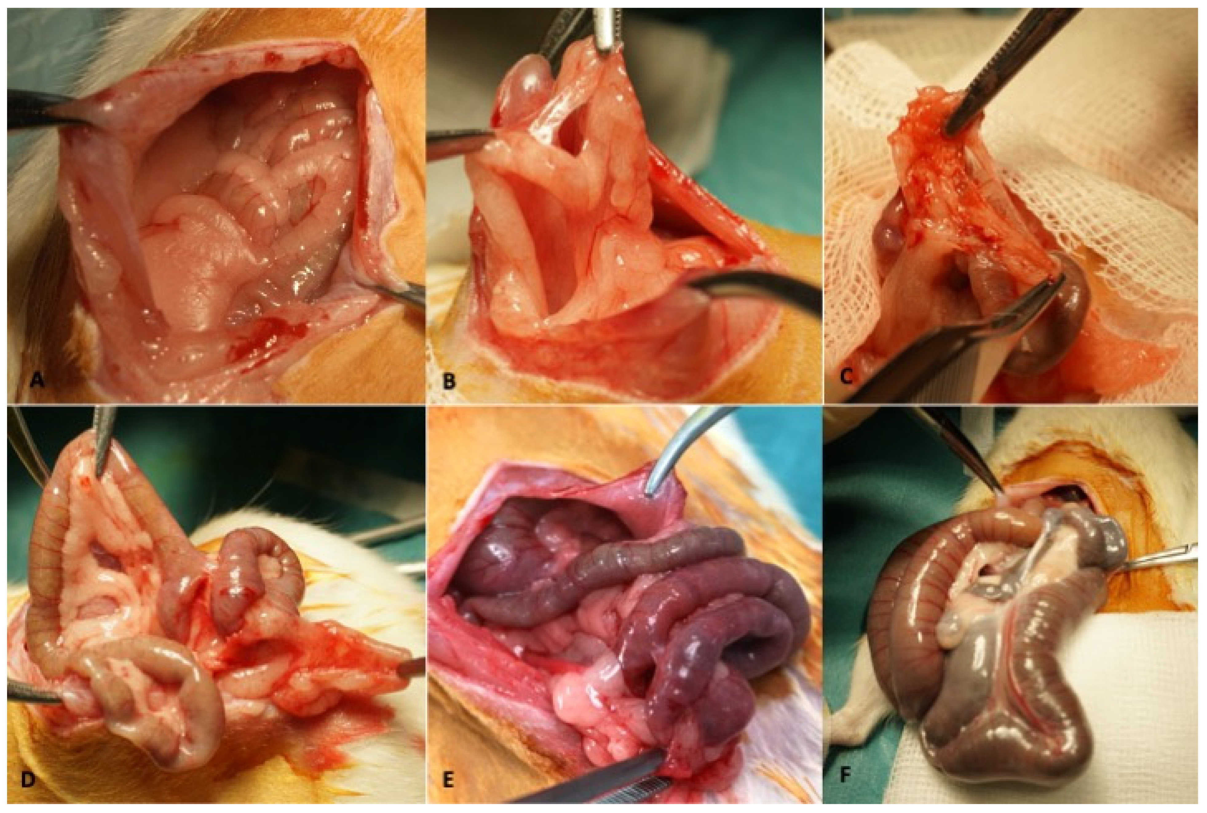 Biology 11 01159 g002