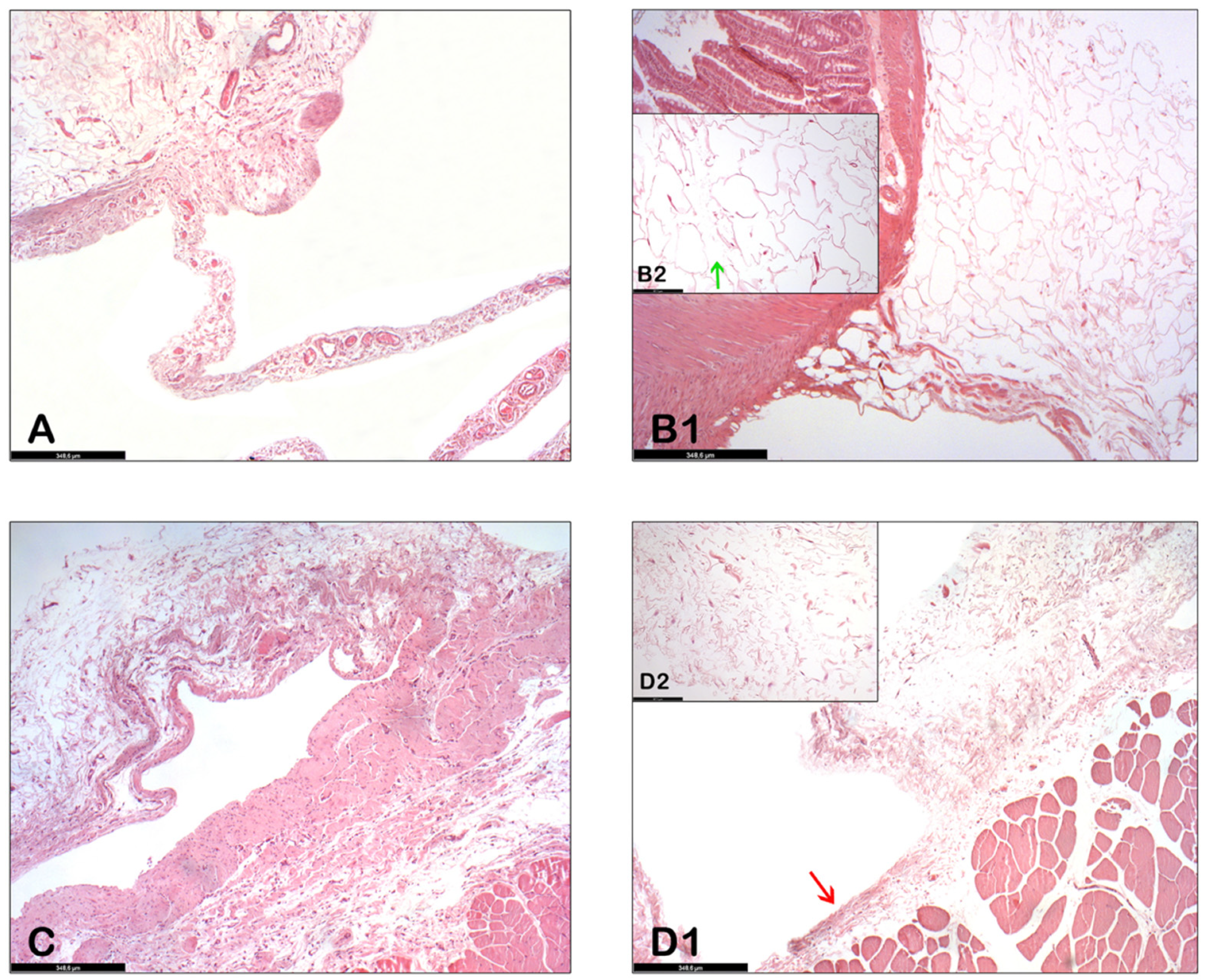 Biology 11 01159 g004