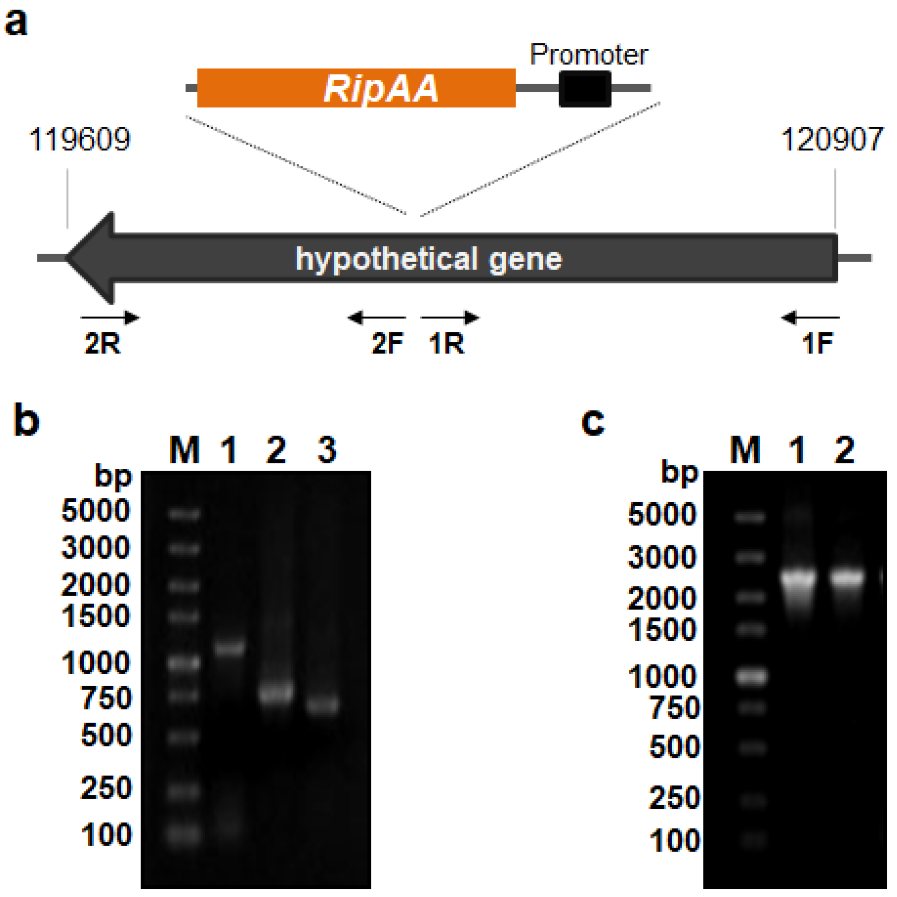 Biology 11 01170 g001