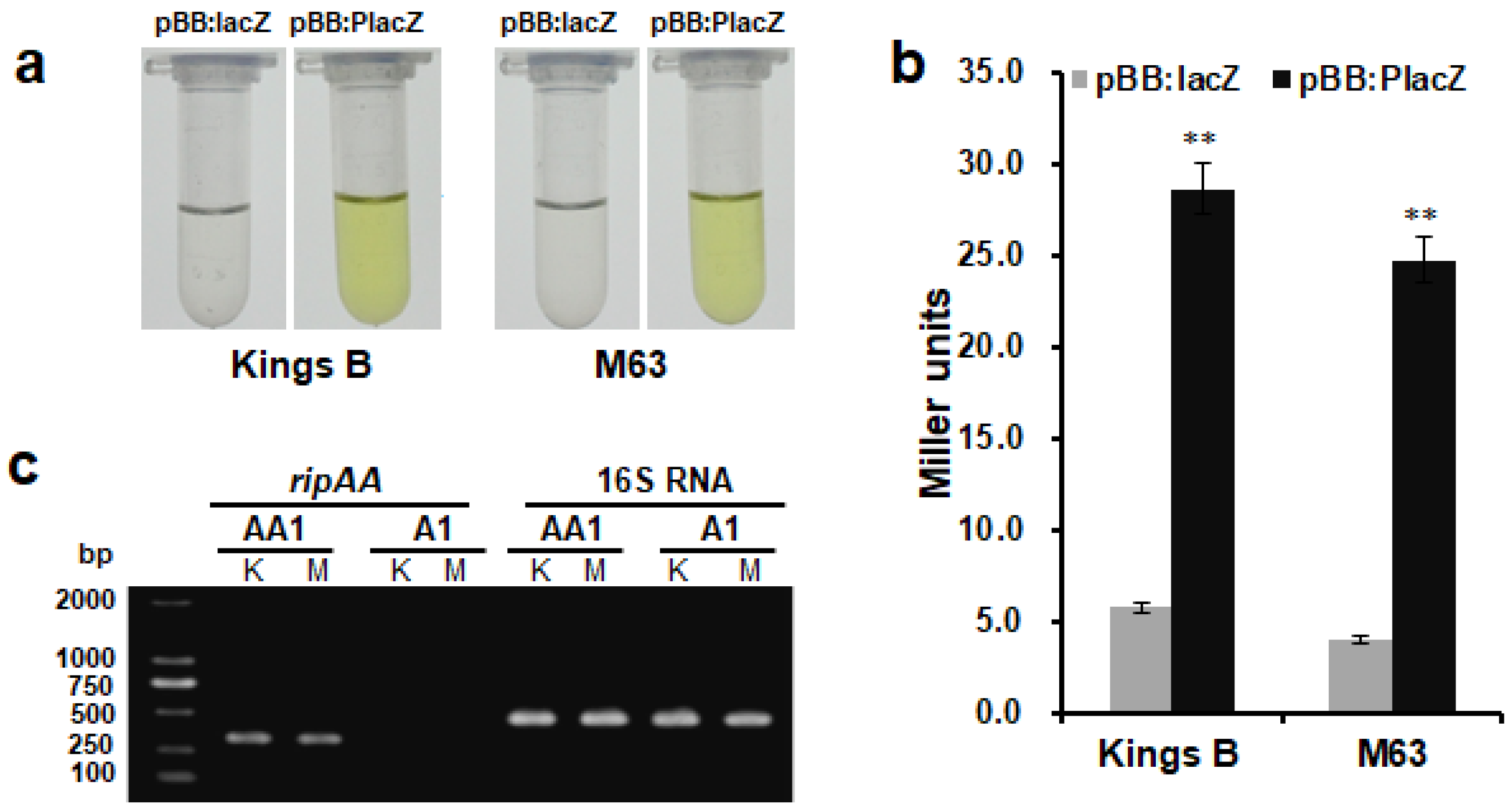 Biology 11 01170 g002