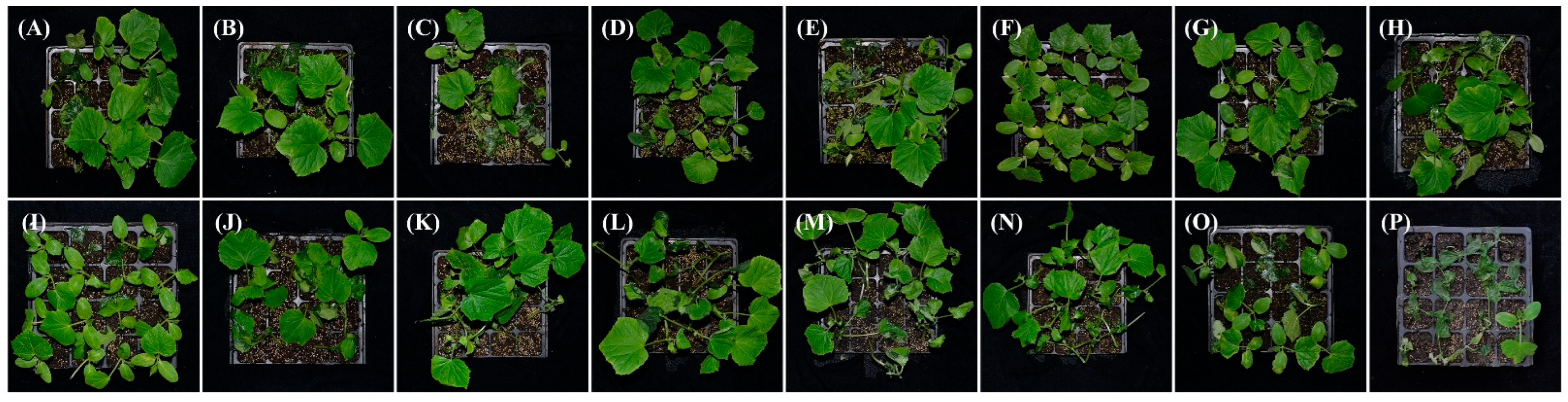 Biology 11 01172 g001