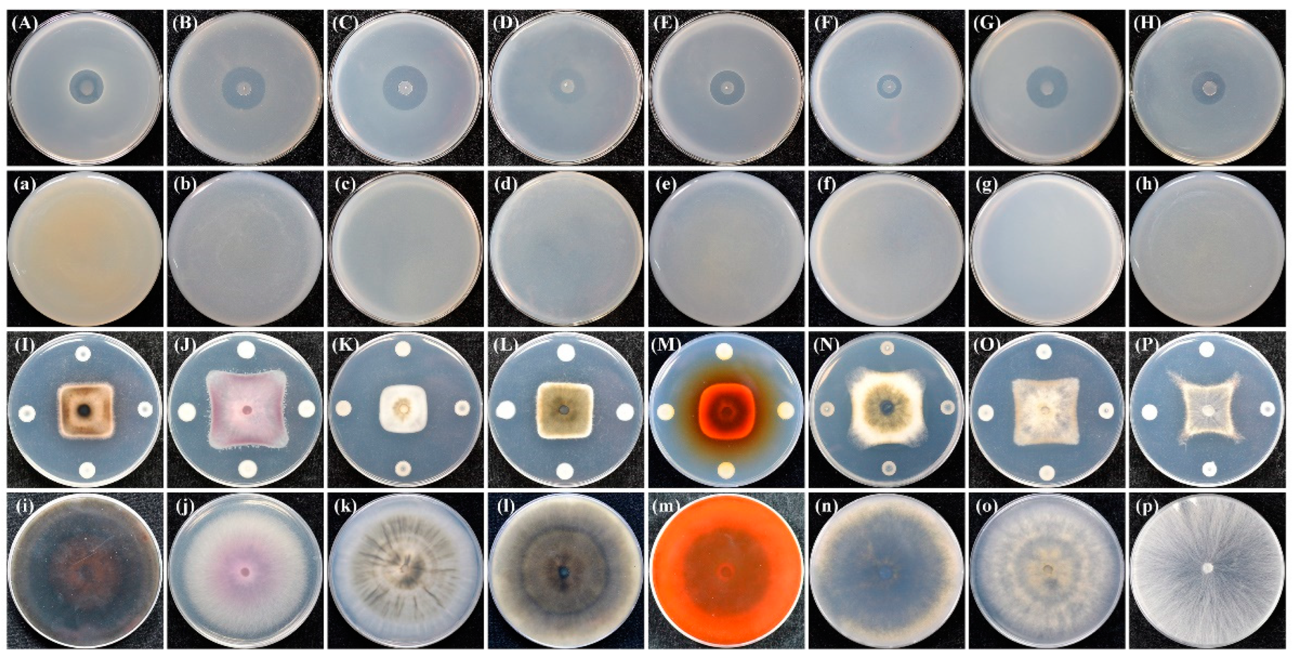 Biology 11 01172 g002