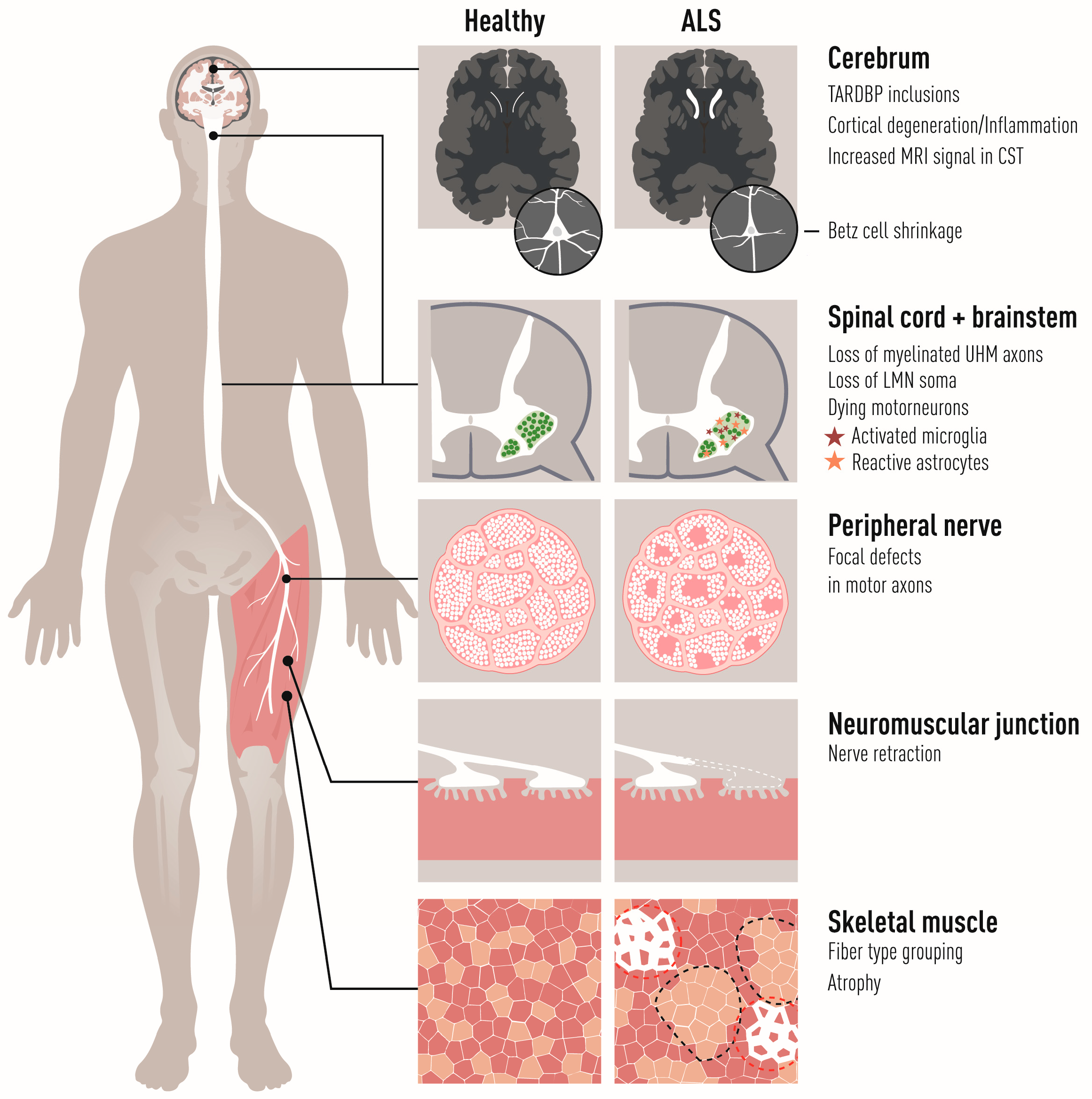 Biology 11 01191 g001