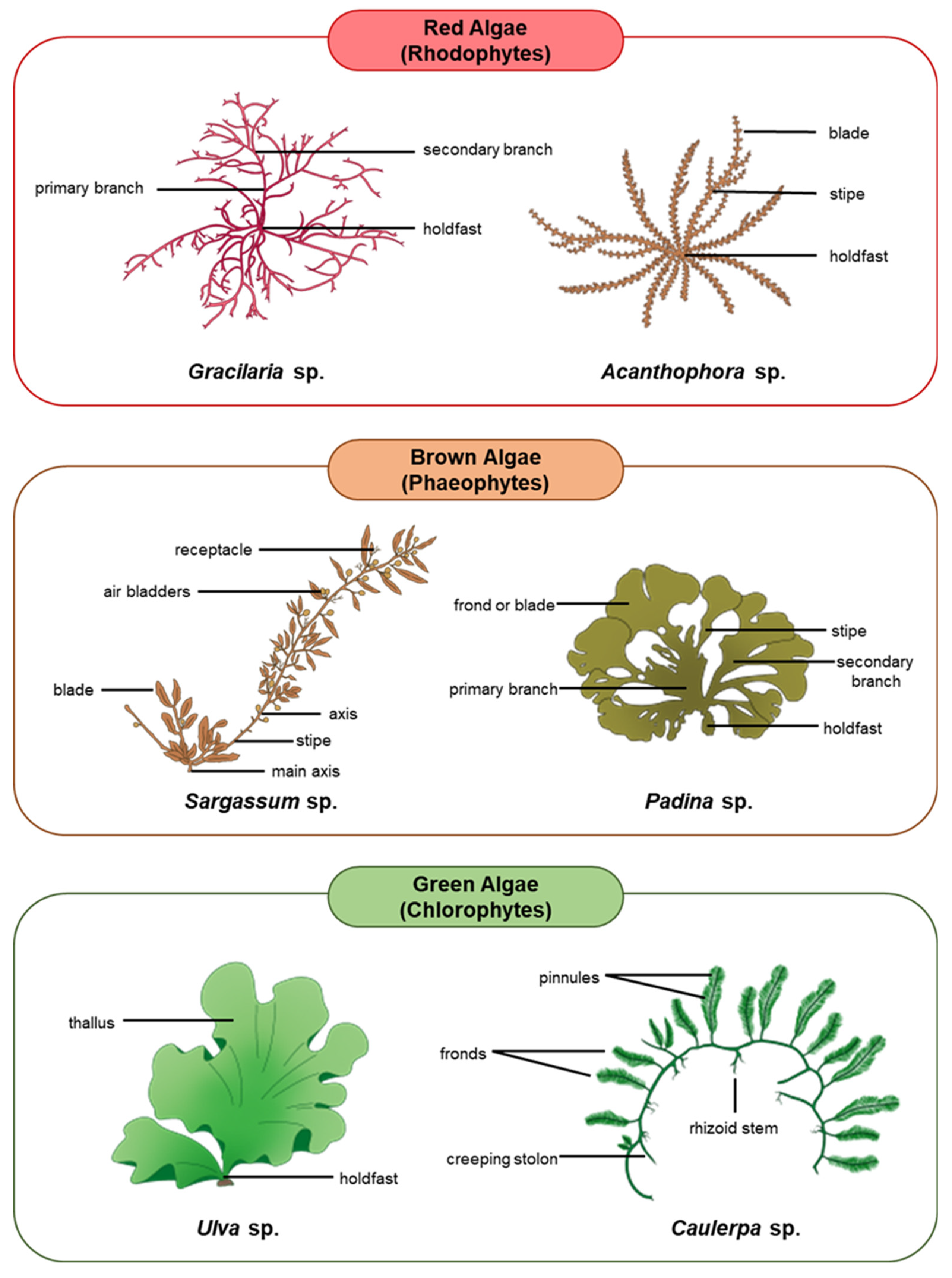 Biology 11 01209 g001