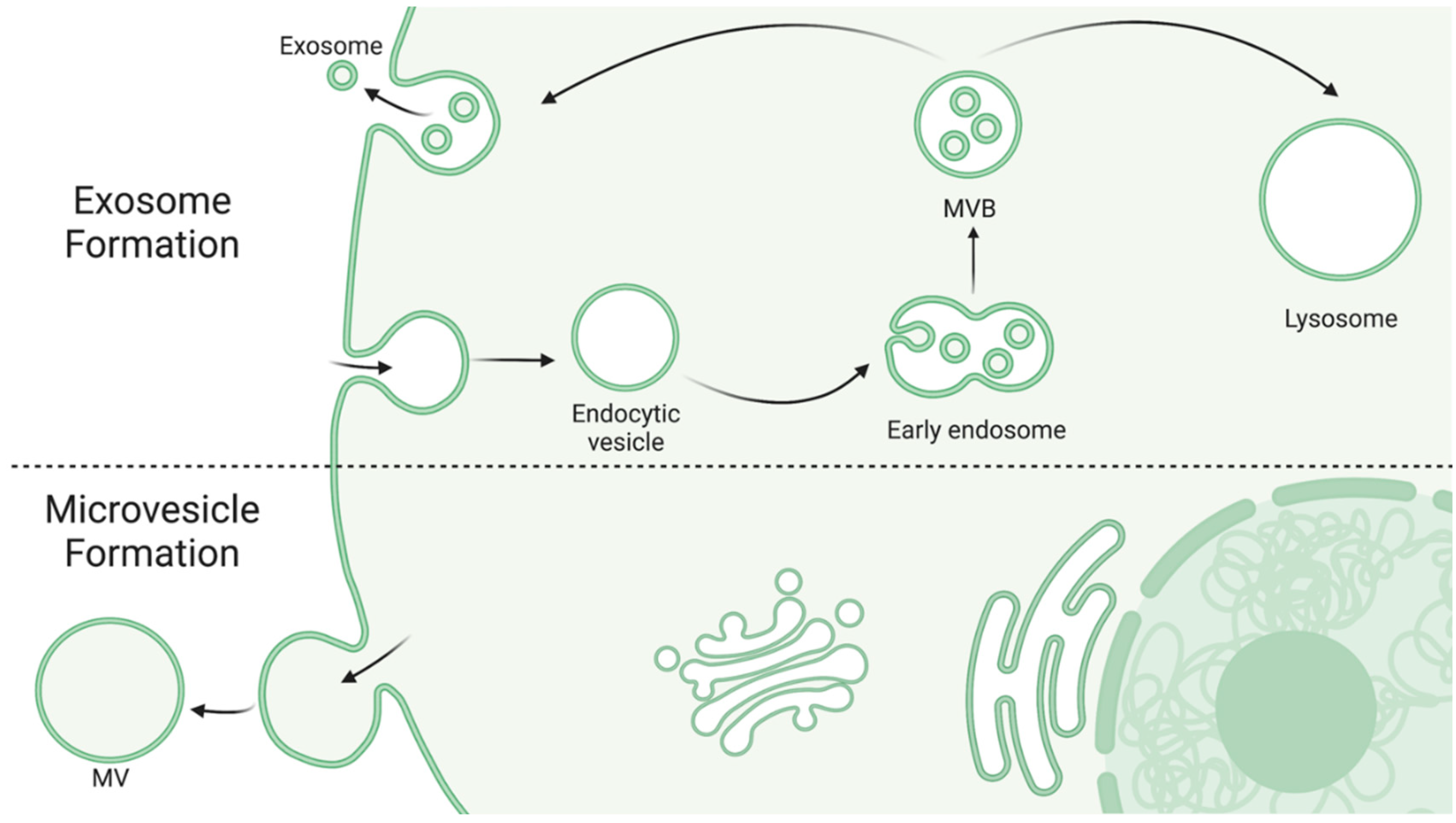 Biology 11 01231 g001