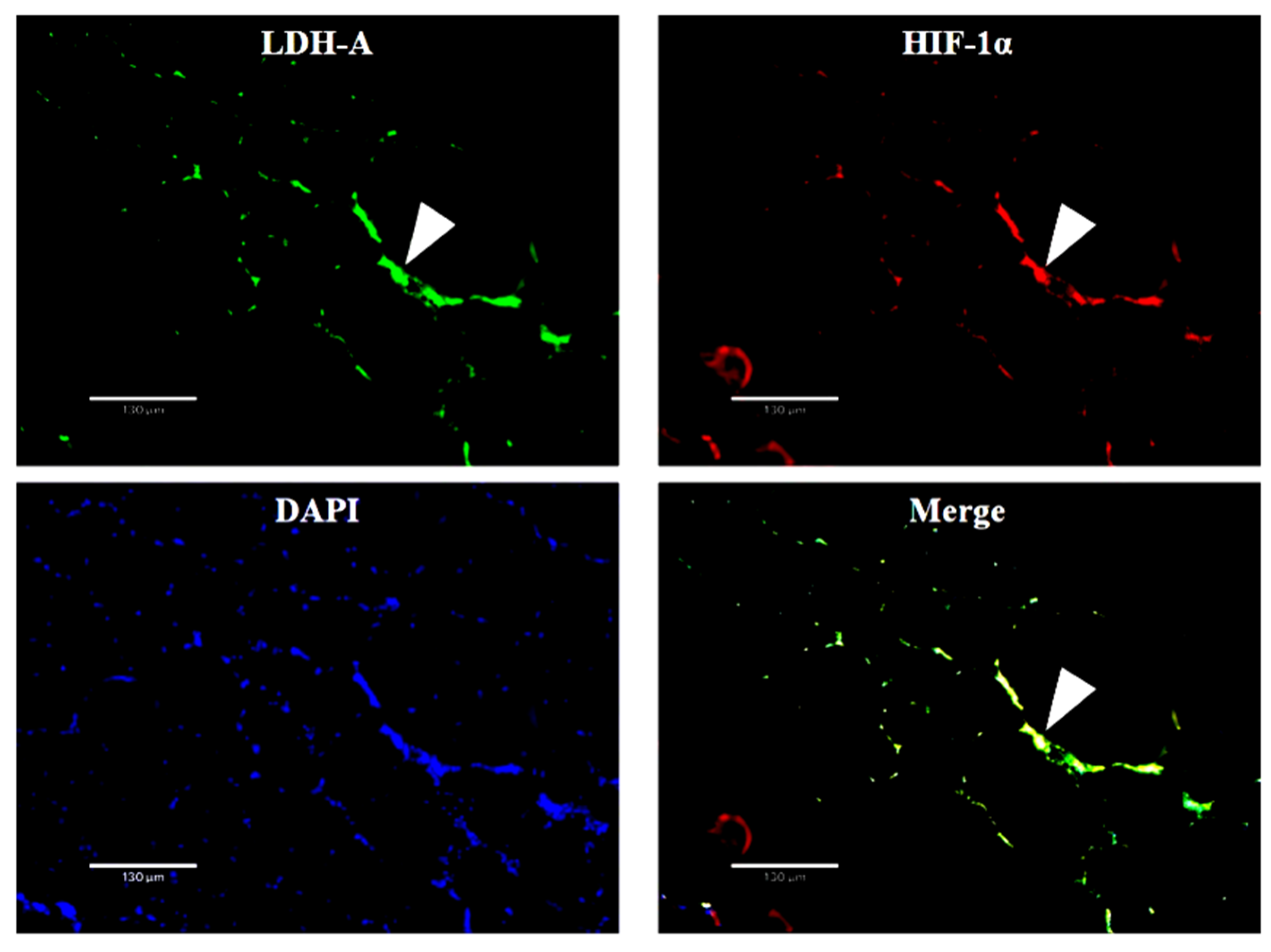 Biology 11 01233 g007