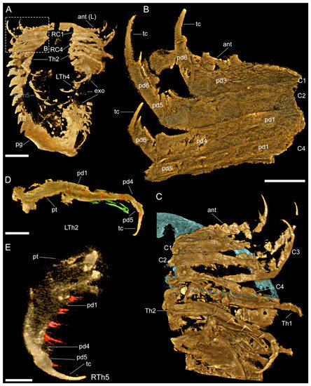 Biology 11 01235 g002 550