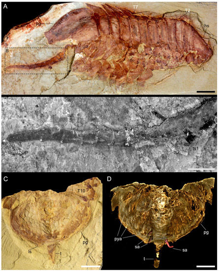 Biology 11 01235 g004 550