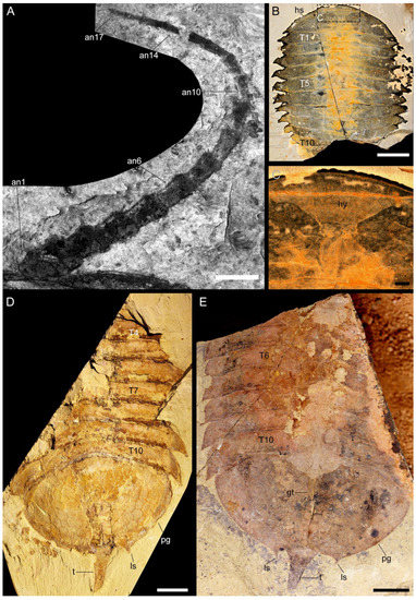 Biology 11 01235 g0a1 550