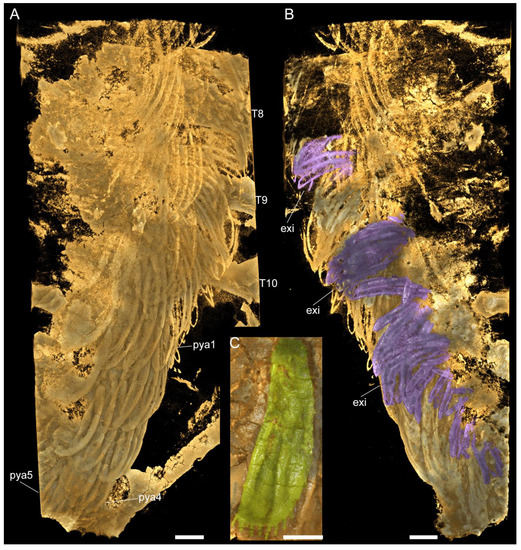 Biology 11 01235 g0a2 550