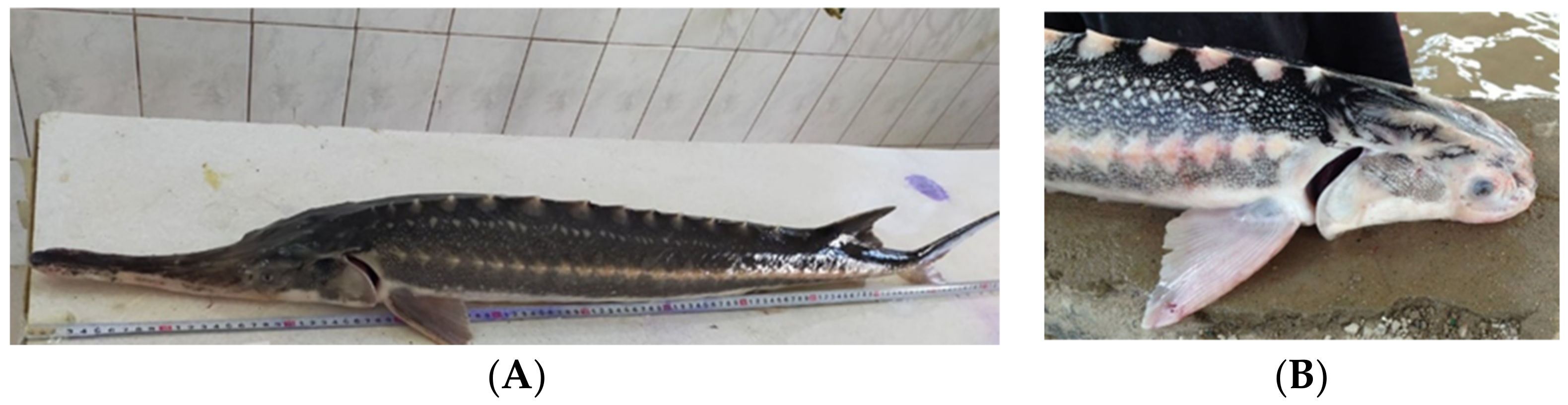 Biology 11 01240 g001 Biology 11 01240 g001