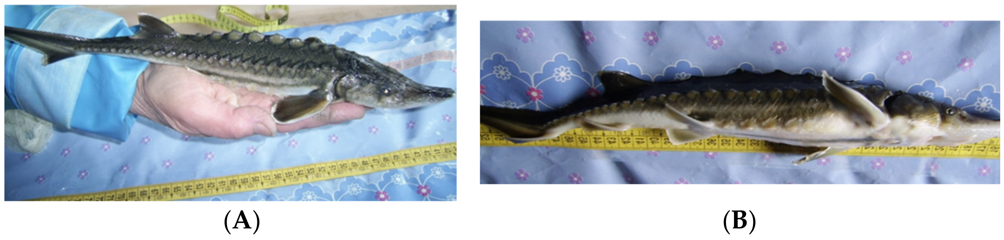 Biology 11 01240 g002 Biology 11 01240 g002