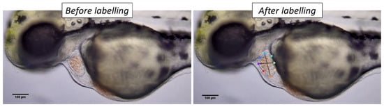 Biology 11 01243 g0a1 550