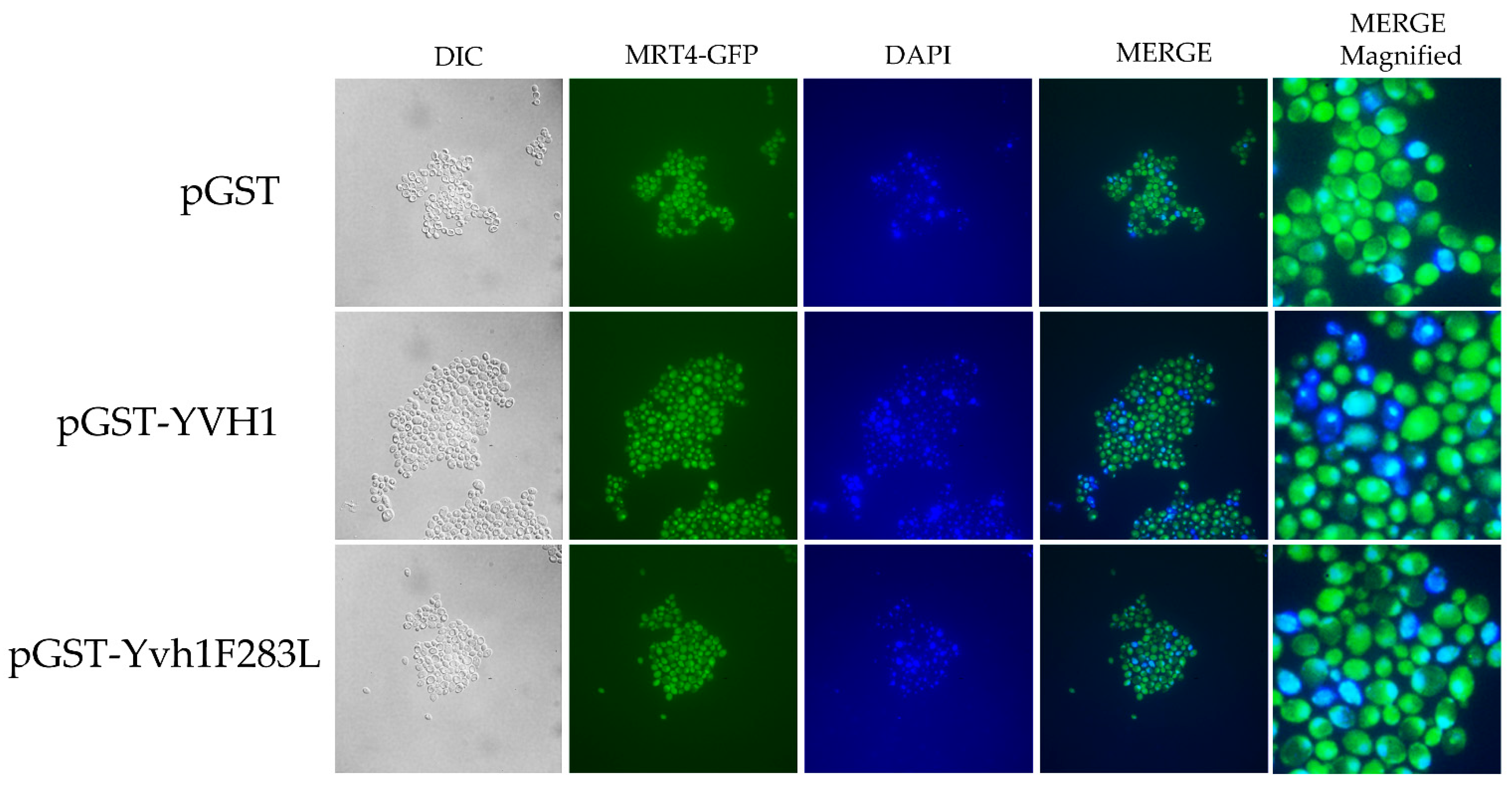 Biology 11 01246 g004