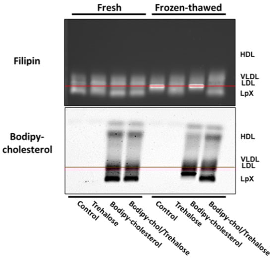 Biology 11 01248 g003