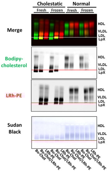 Biology 11 01248 g004