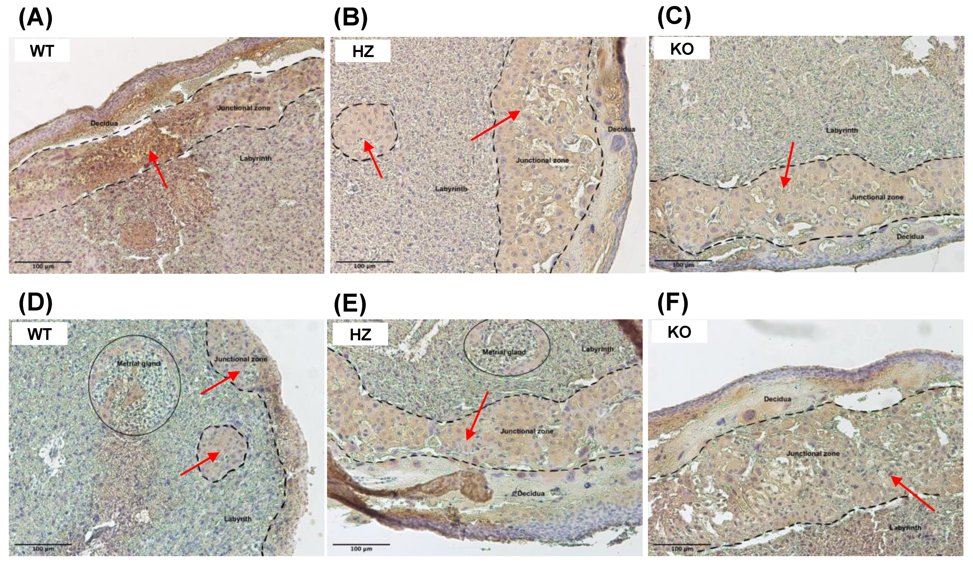 Biology 11 01264 g004 Biology 11 01264 g004