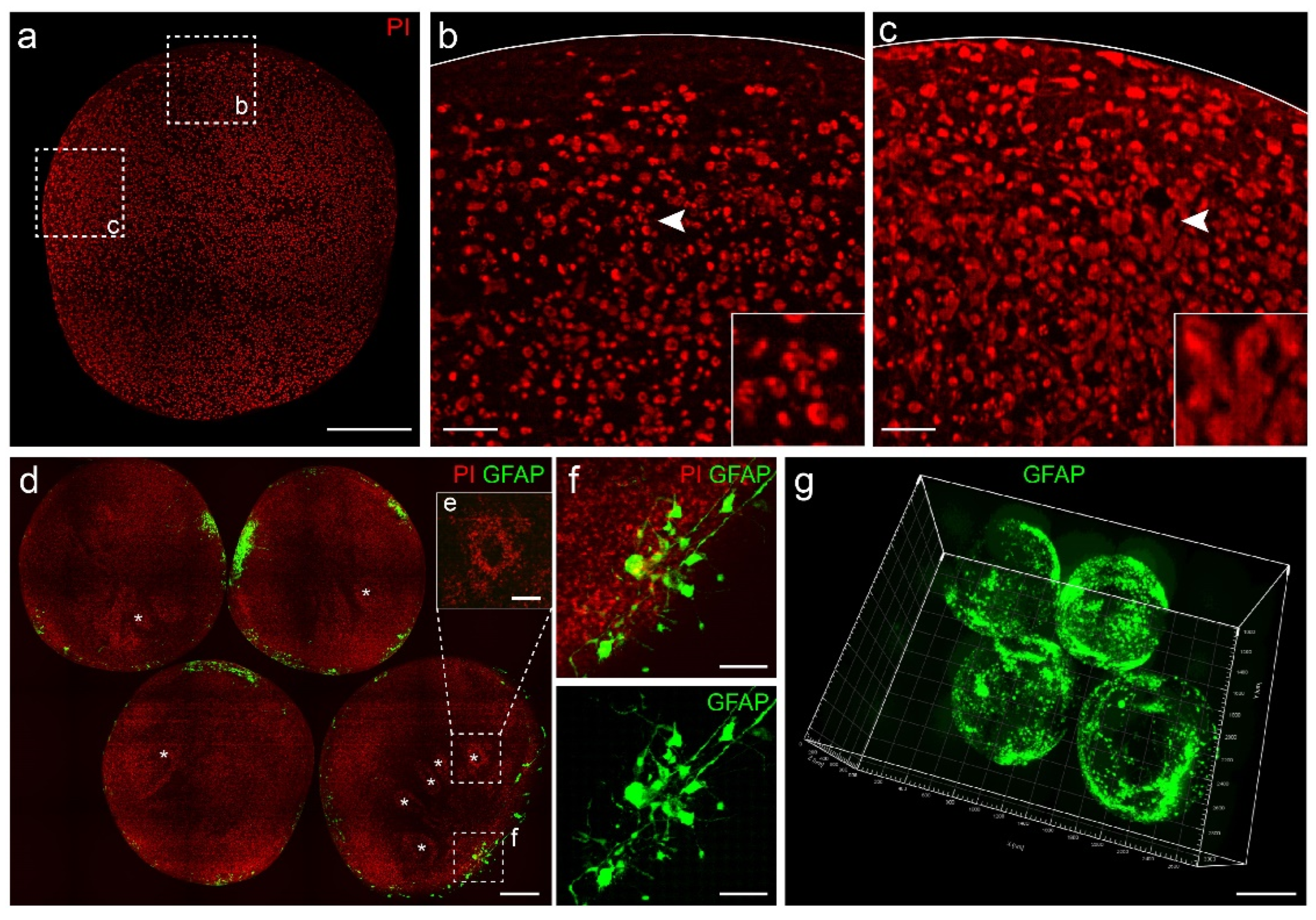 Biology 11 01270 g003