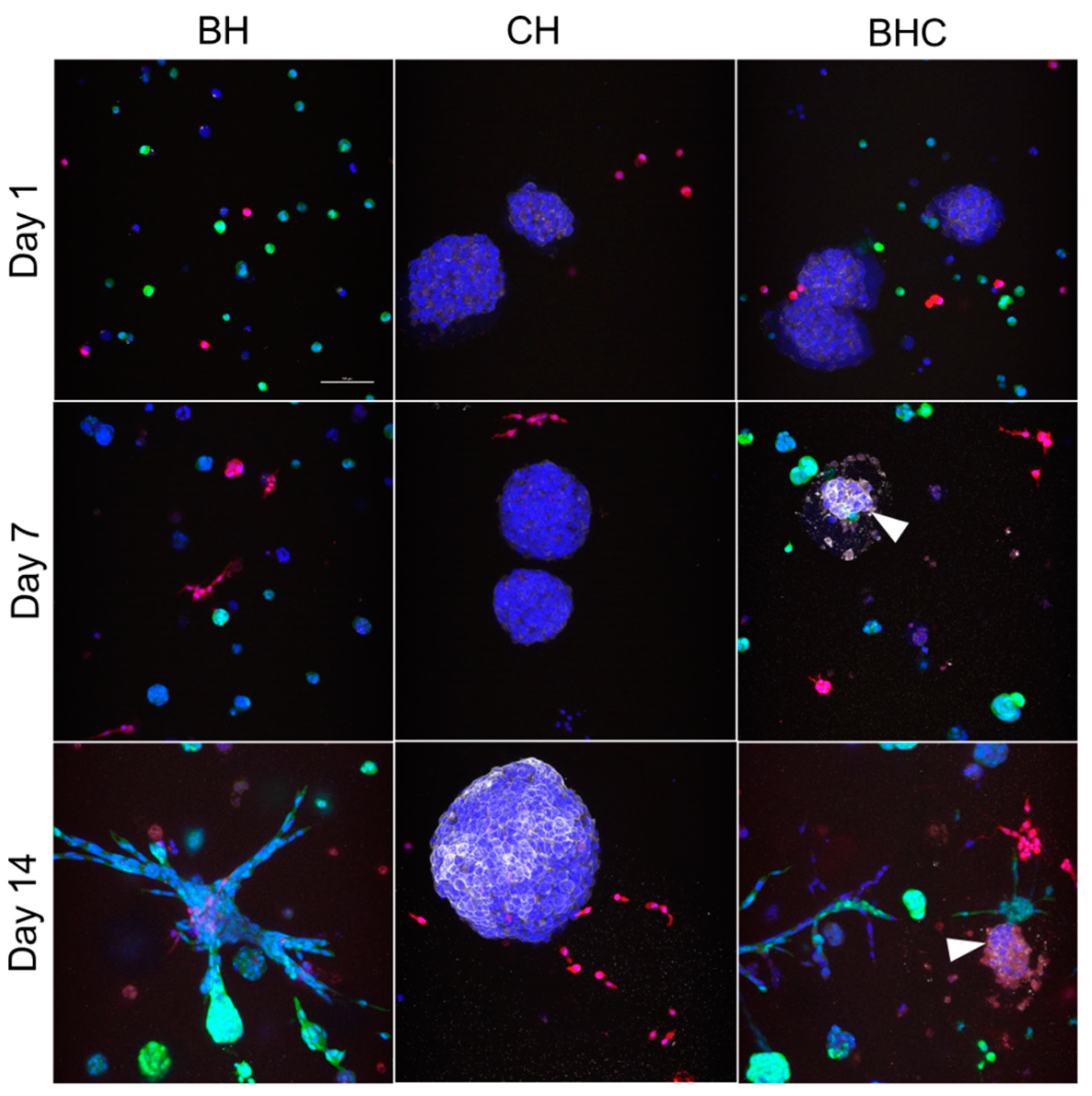 Biology 11 01271 g002 Biology 11 01271 g002