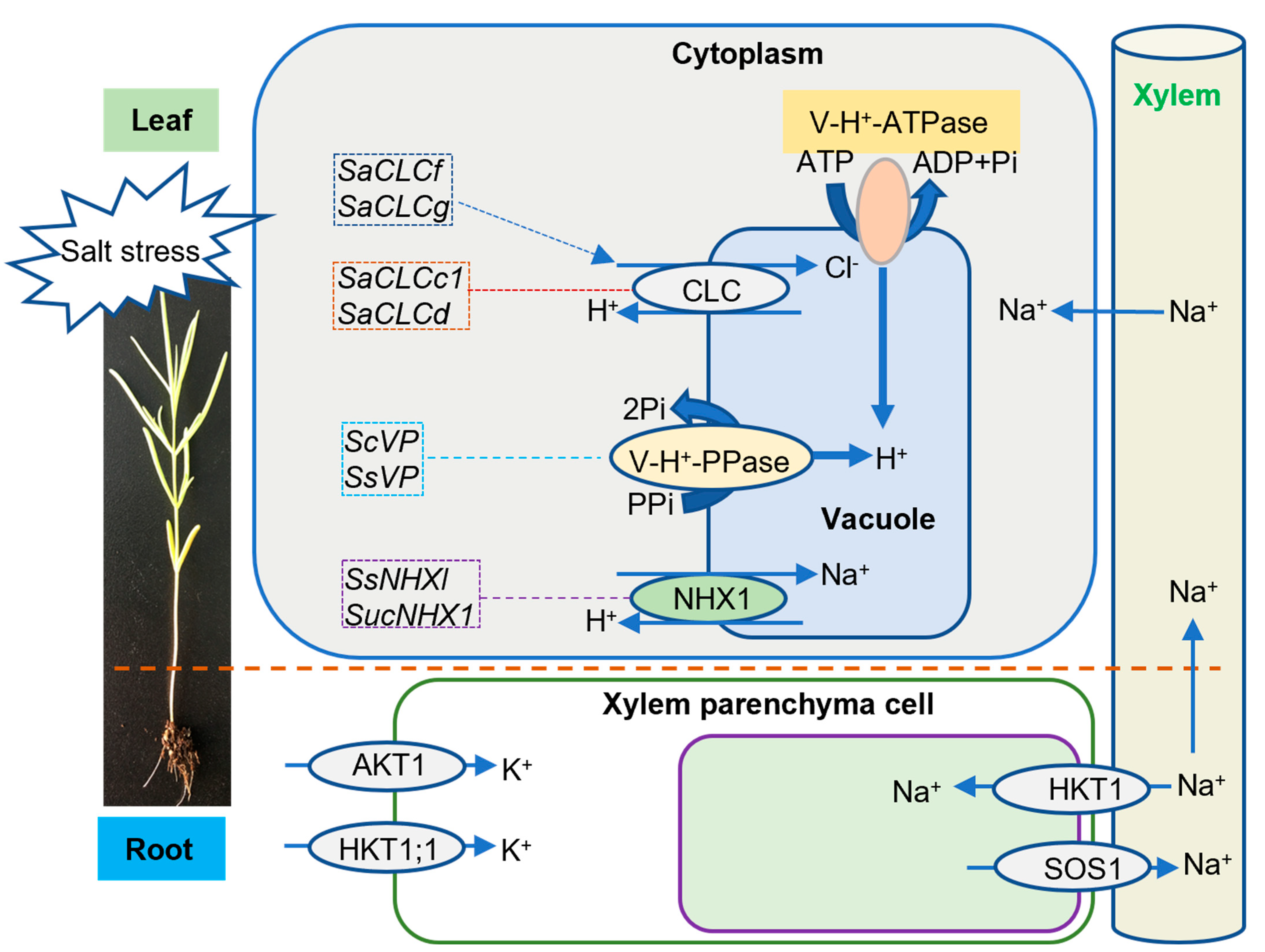 Biology 11 01273 g001