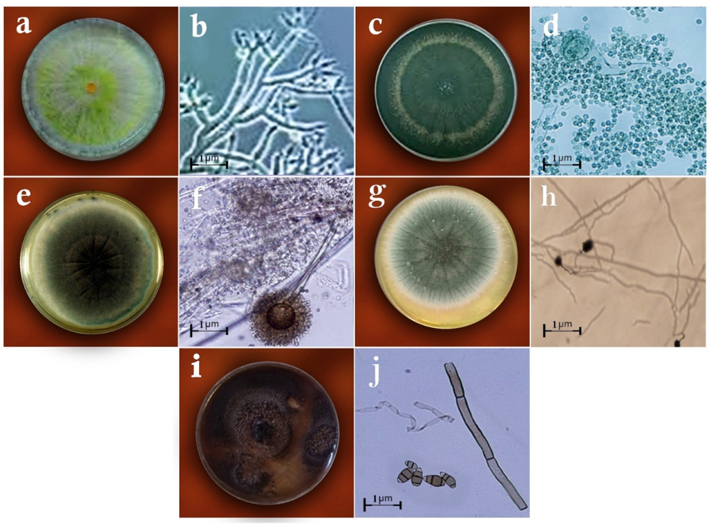 Biology 11 01282 g001 Biology 11 01282 g001
