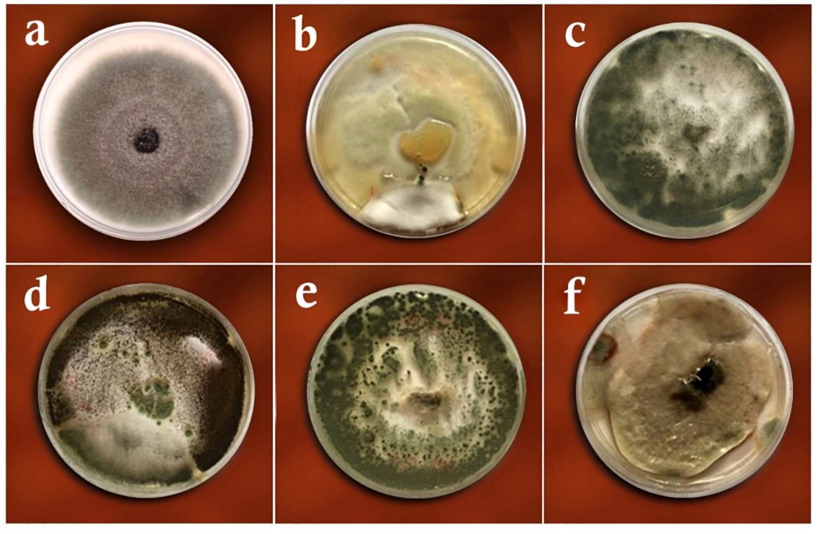 Biology 11 01282 g005 Biology 11 01282 g005