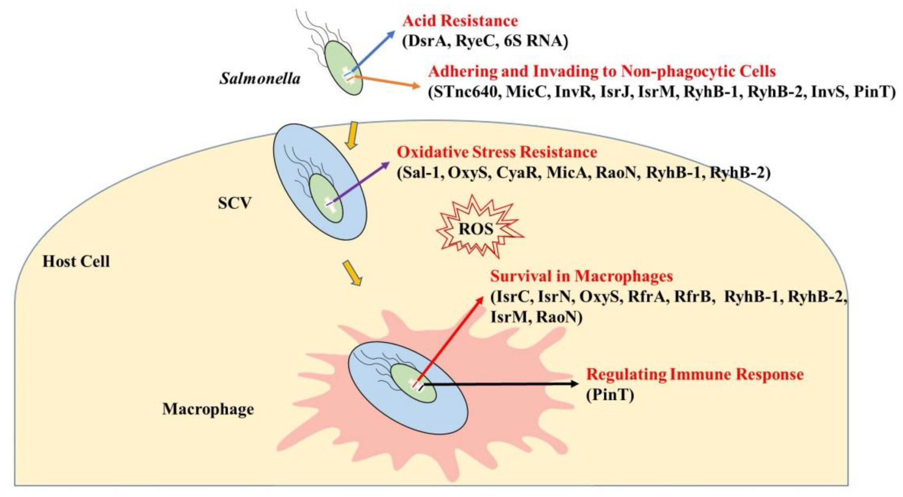 Biology 11 01283 g001 Biology 11 01283 g001