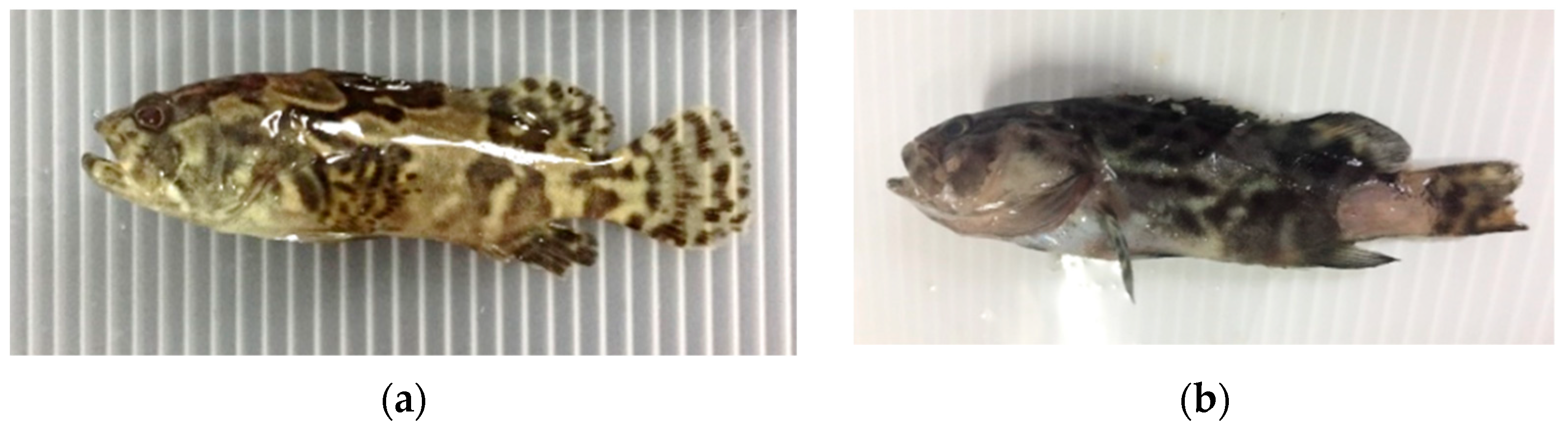 Biology 11 01288 g002