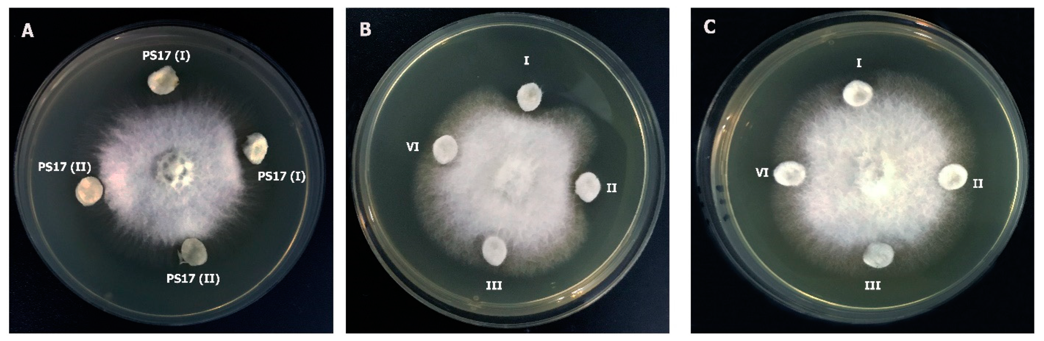 Biology 11 01305 g007