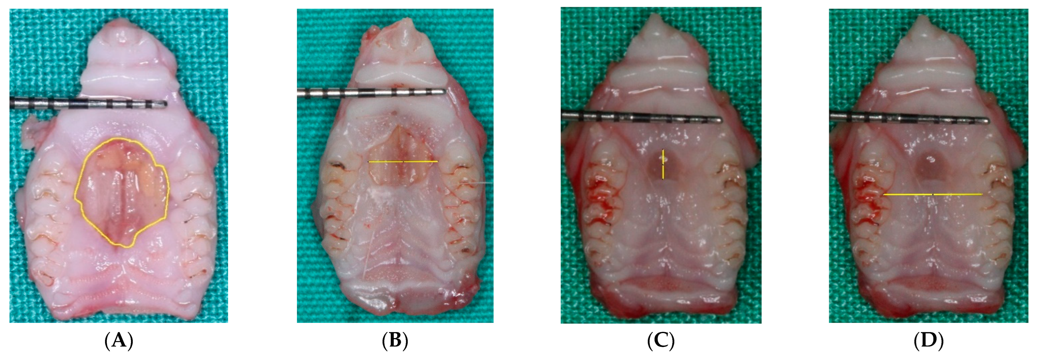Biology 11 01309 g001