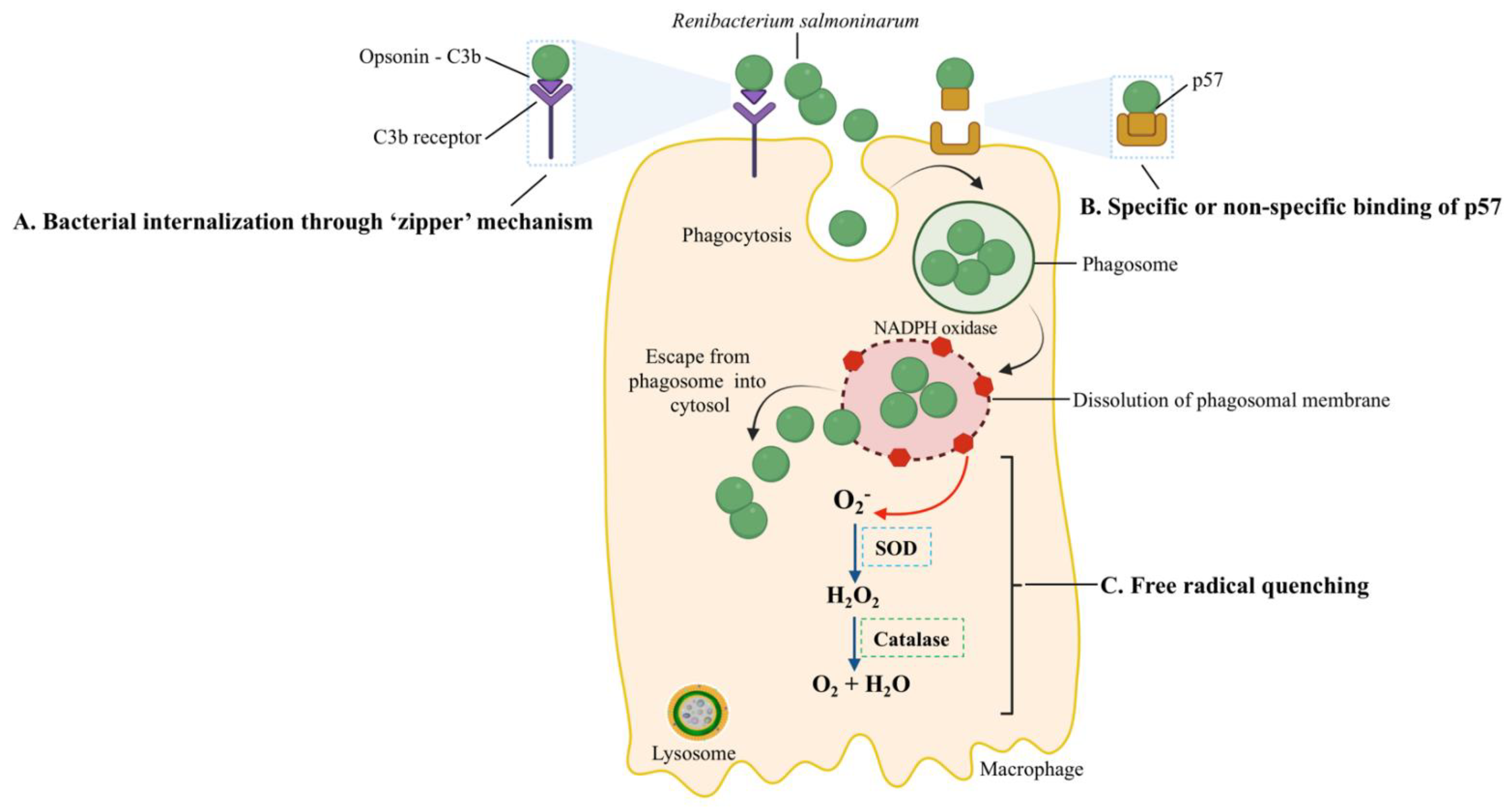 Biology 11 01316 g004 Biology 11 01316 g004